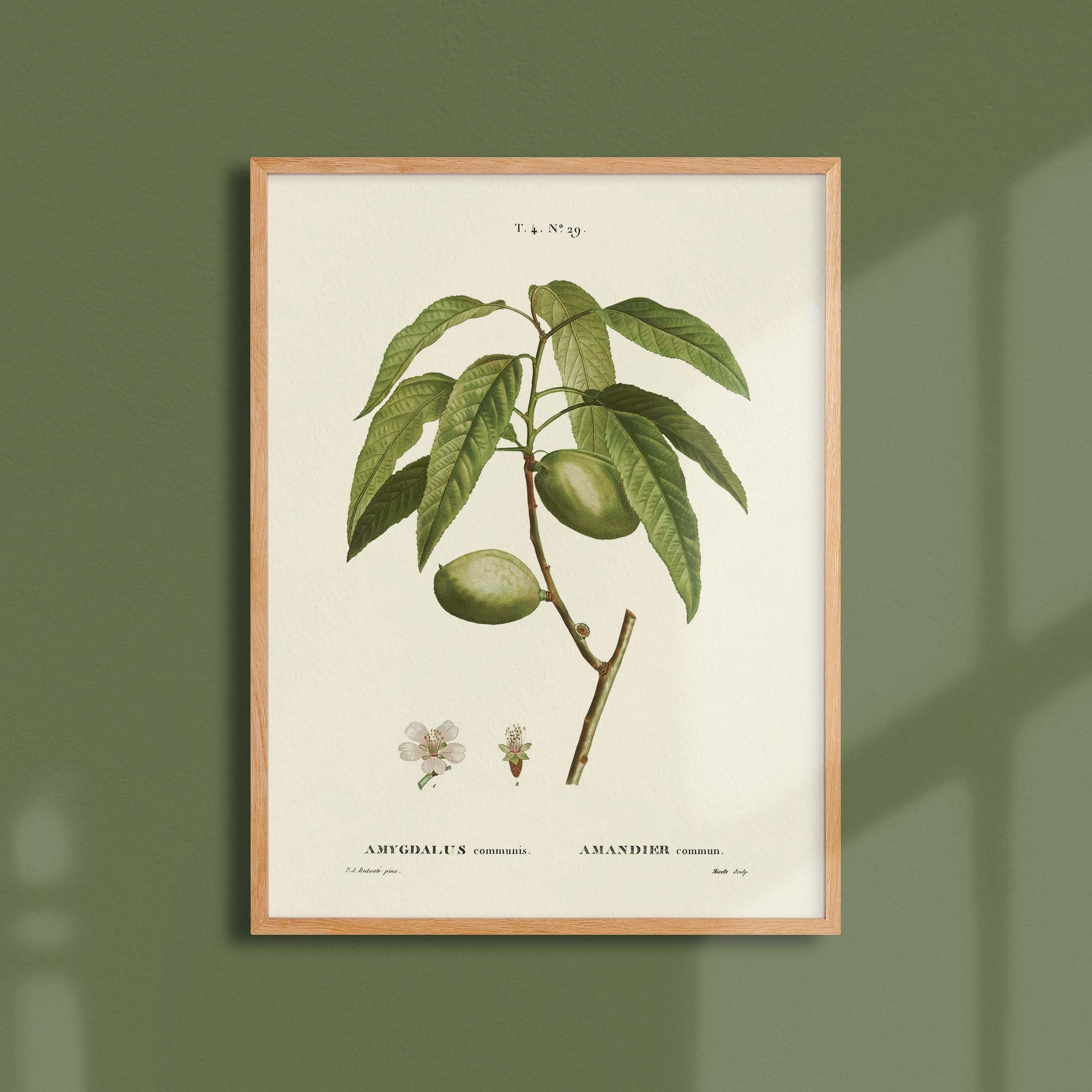 Planche botanique fruit - Amandier-oneart.fr