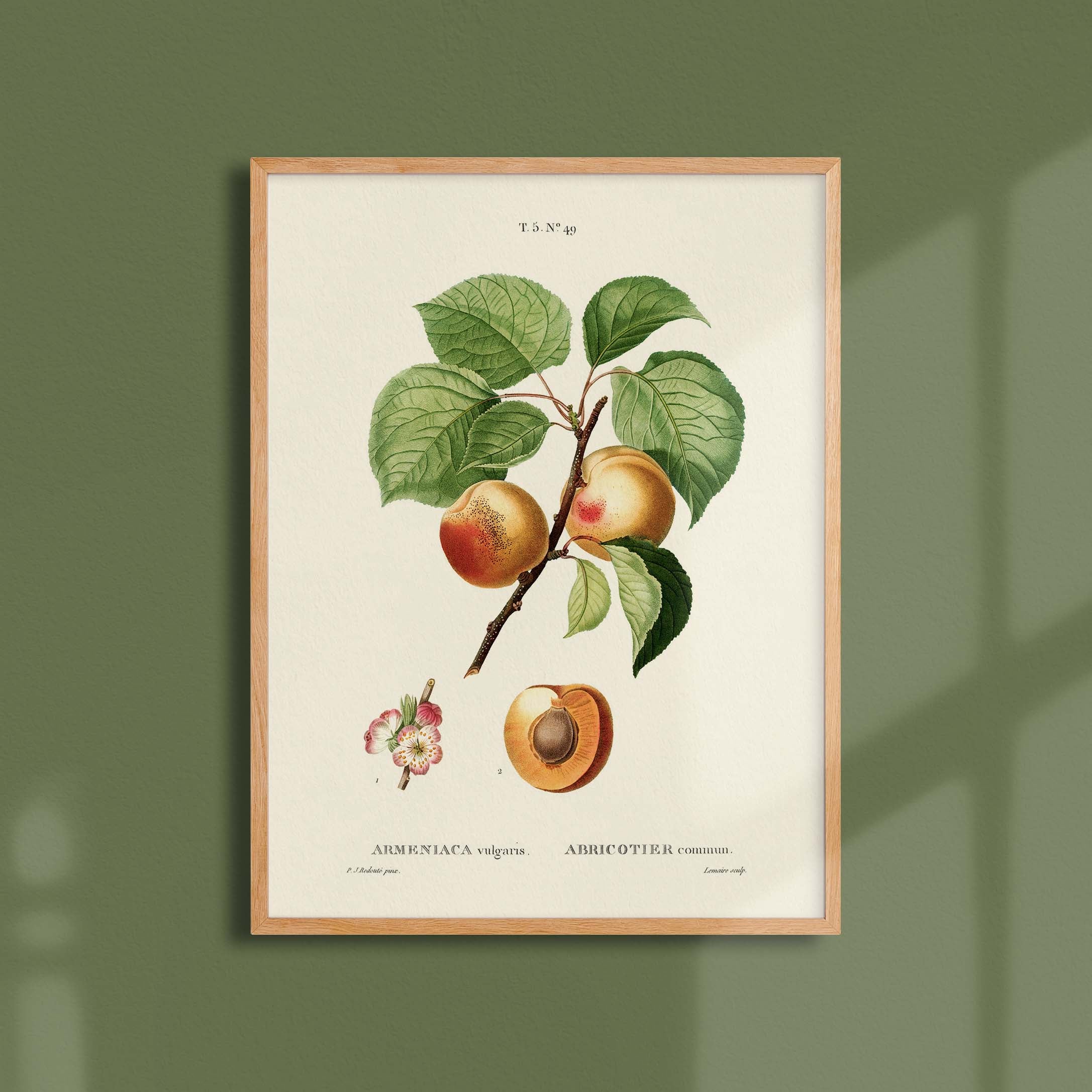 Planche botanique fruit - Abricotier-oneart.fr