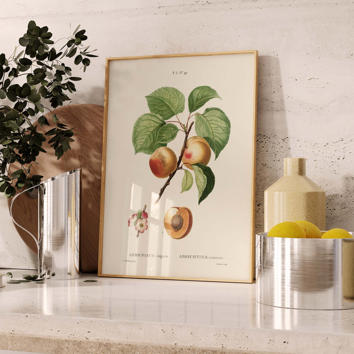 Fruit botanical board - Apricot tree