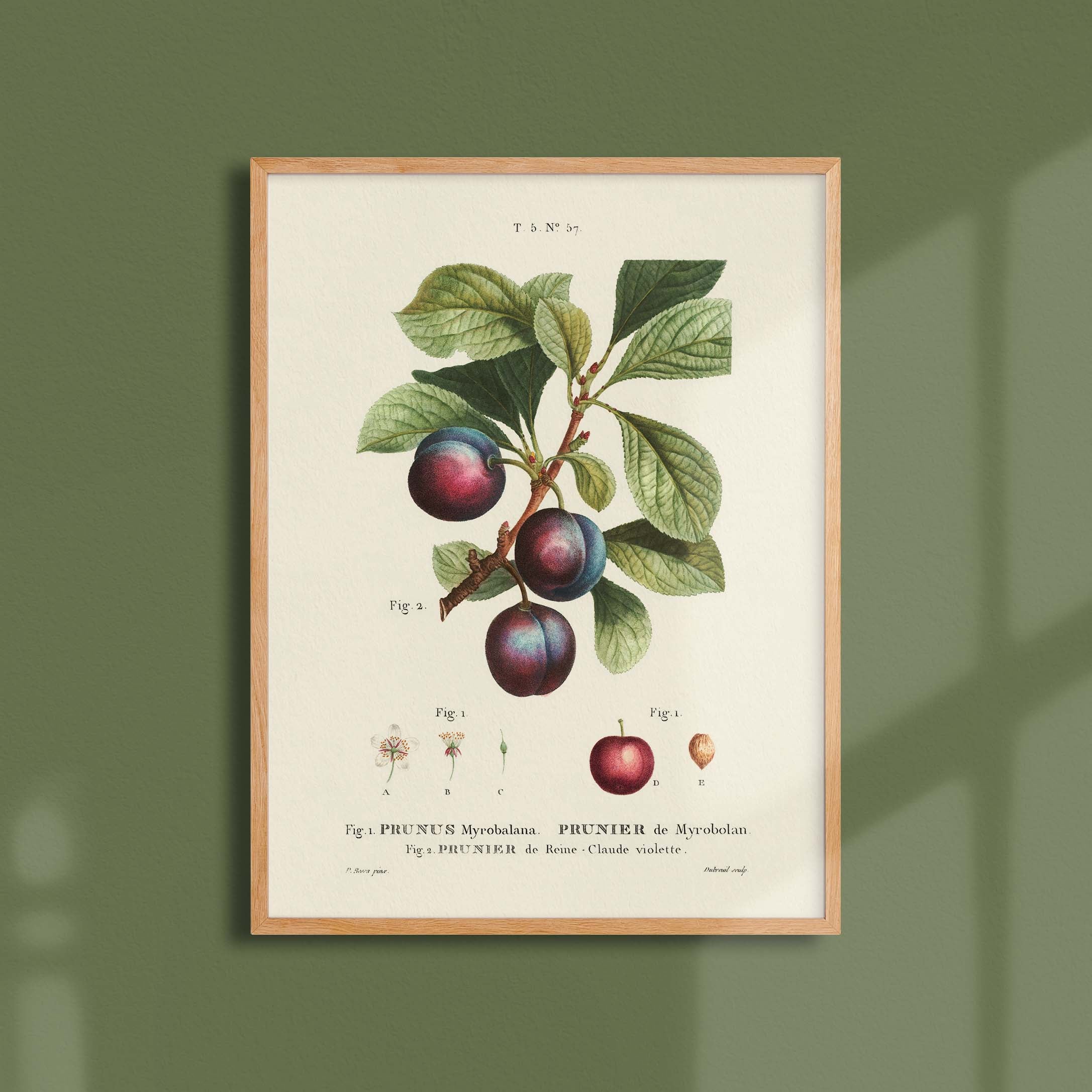 Planche botanique fruit - Prunier Reine Claude-oneart.fr