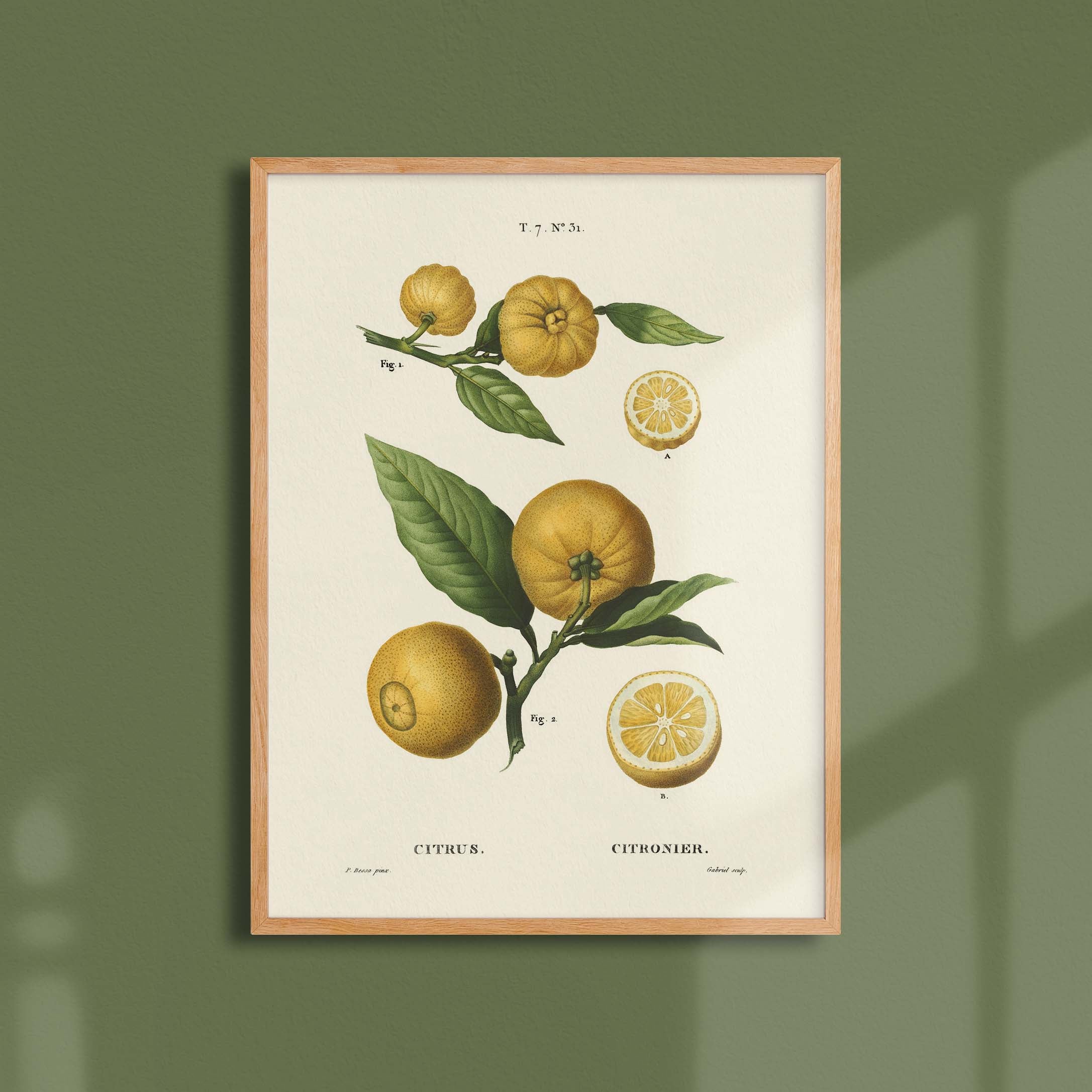 Planche botanique fruit - Citronnier-oneart.fr