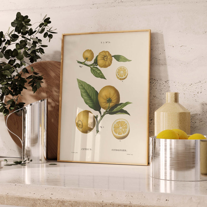 Planche botanique fruit - Citronnier