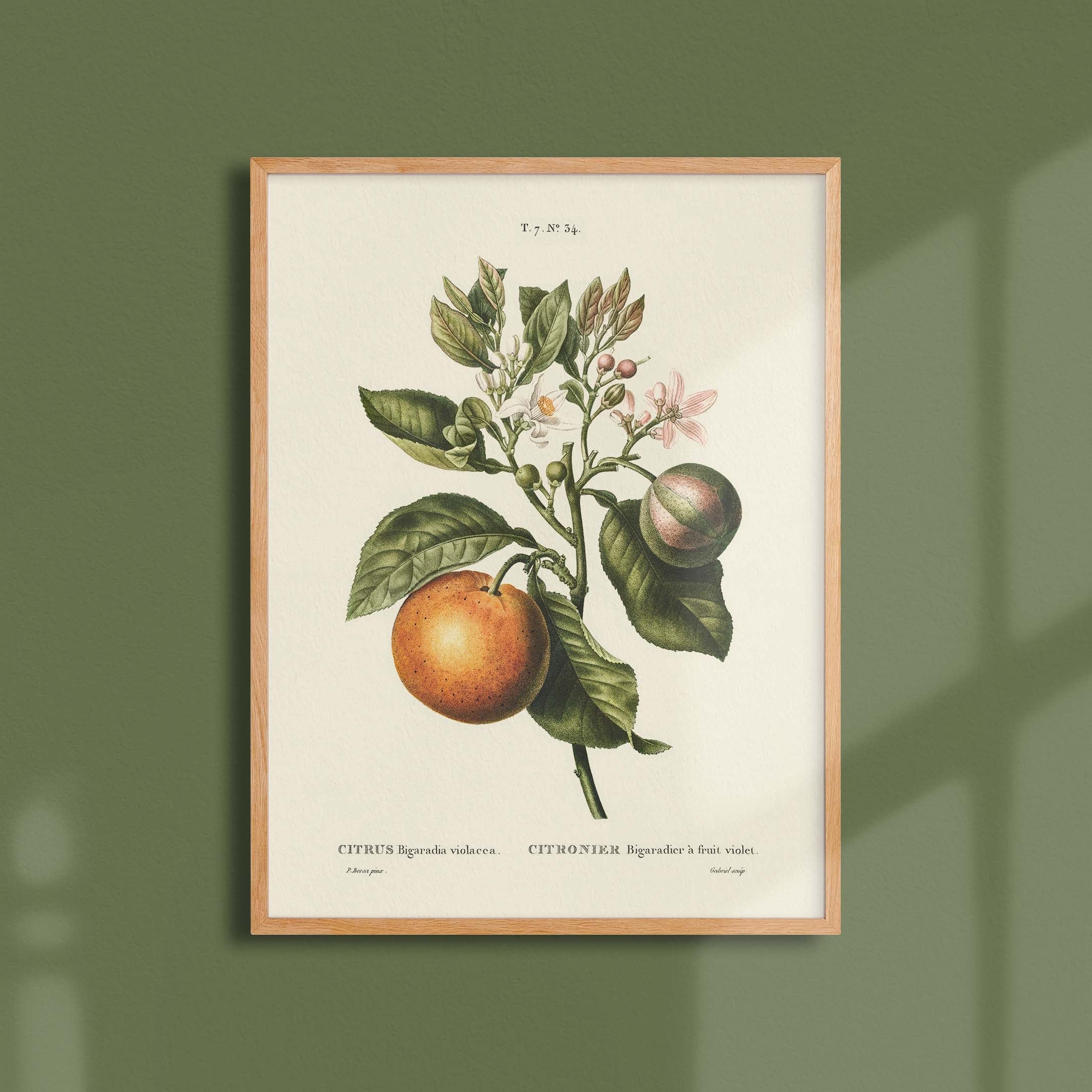 Planche botanique fruit - Citronnier bigaradier-oneart.fr