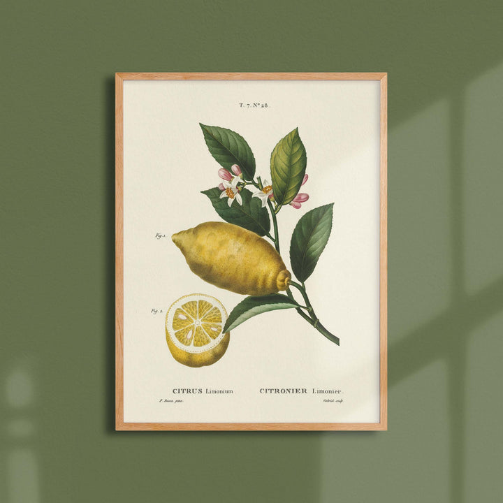 Planche botanique fruit - Citronnier limonier