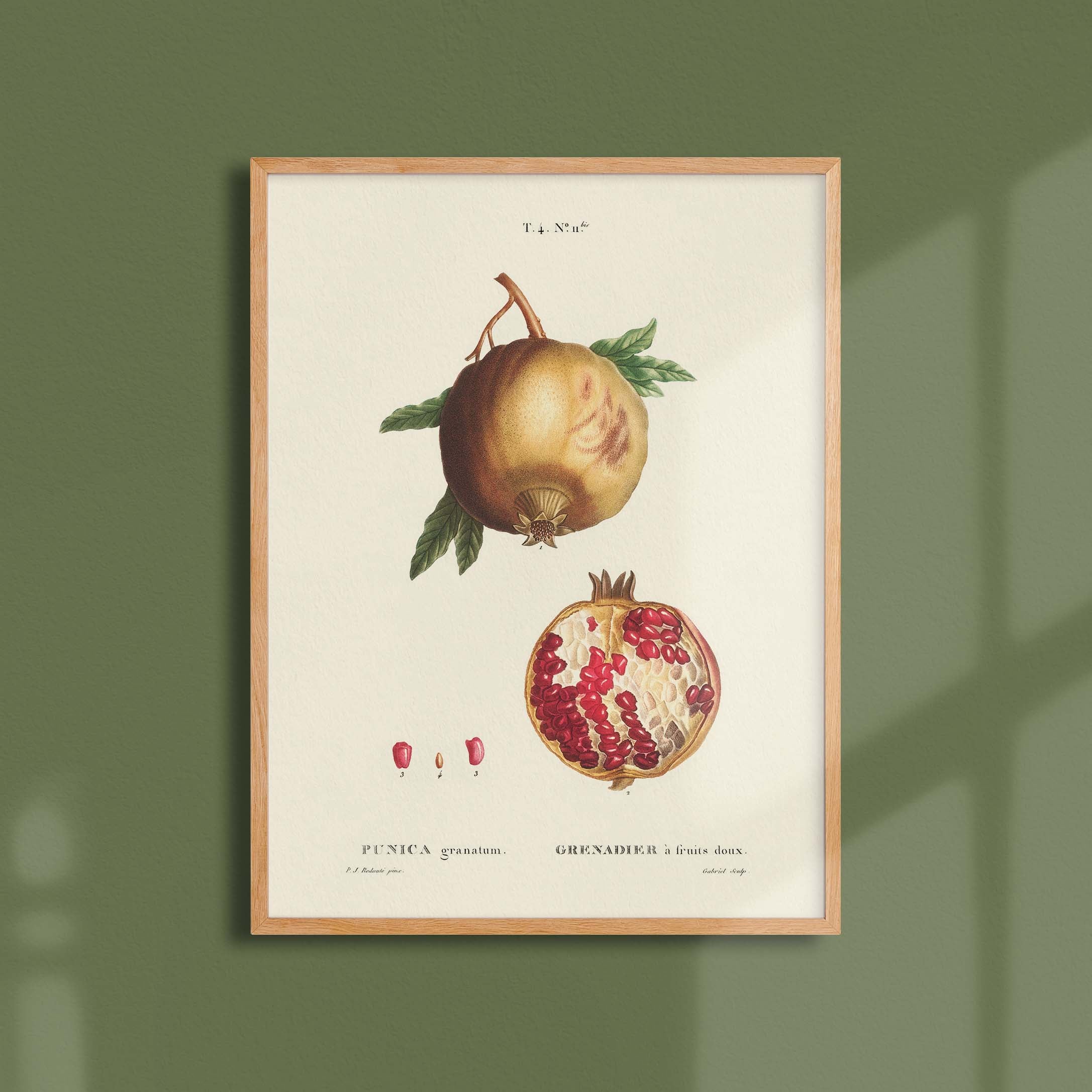 Planche botanique fruit - Grenadier-oneart.fr