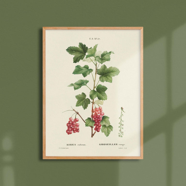 Planche botanique fruit - Groseiller