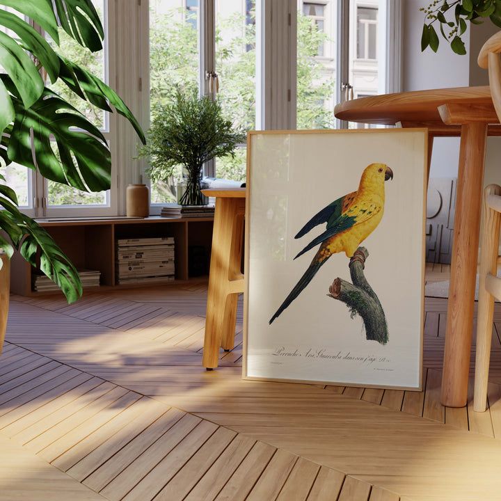 Planche d'ornithologie  - La perruche Ara Guarouba