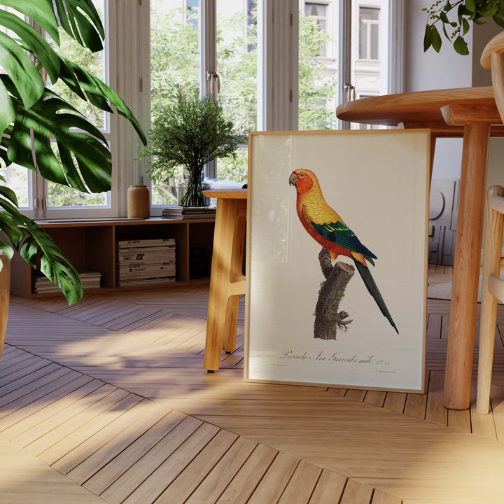 Planche d'ornithologie  - La perruche Ara Guarouba Mâle