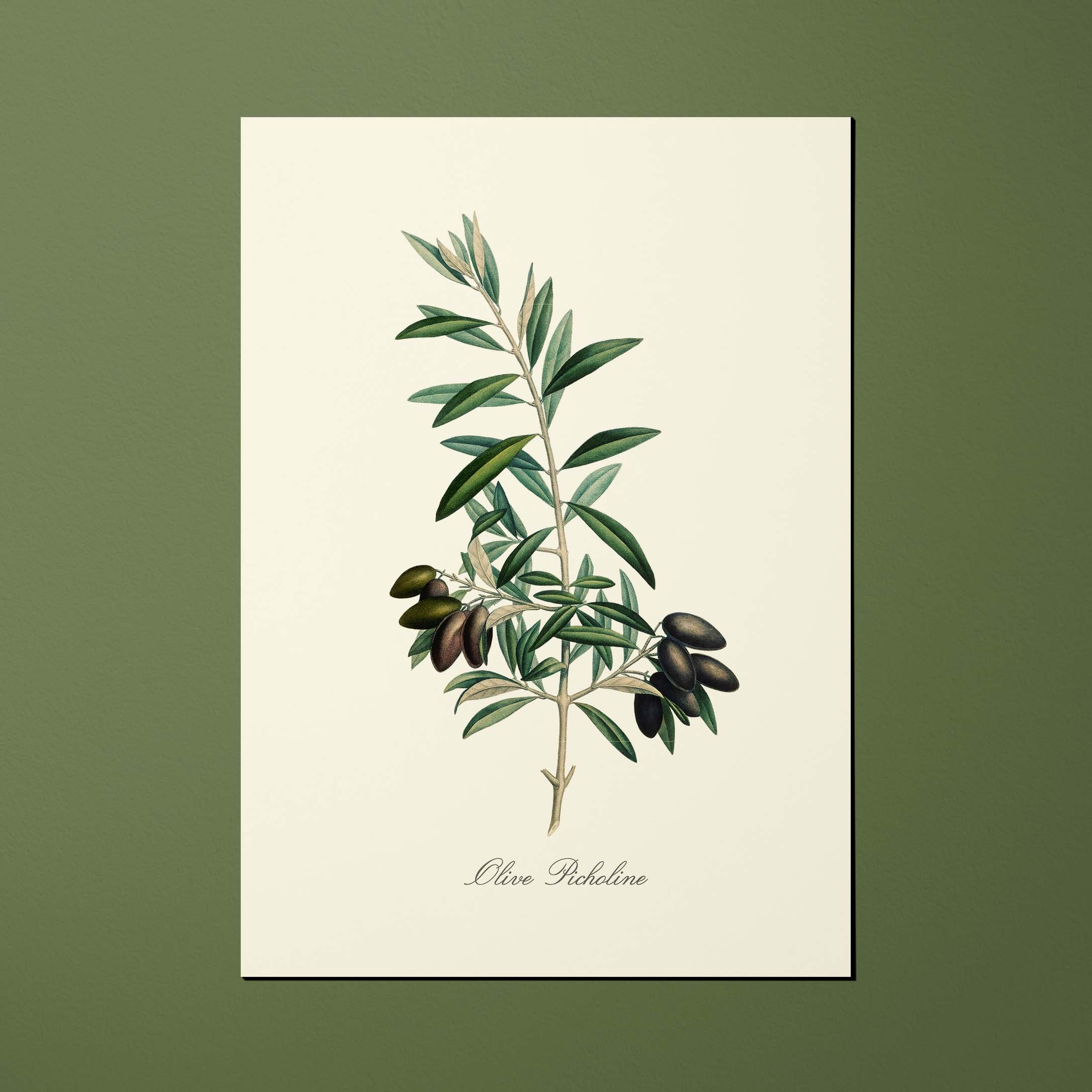 Carte postale Pomologie Olive picholine