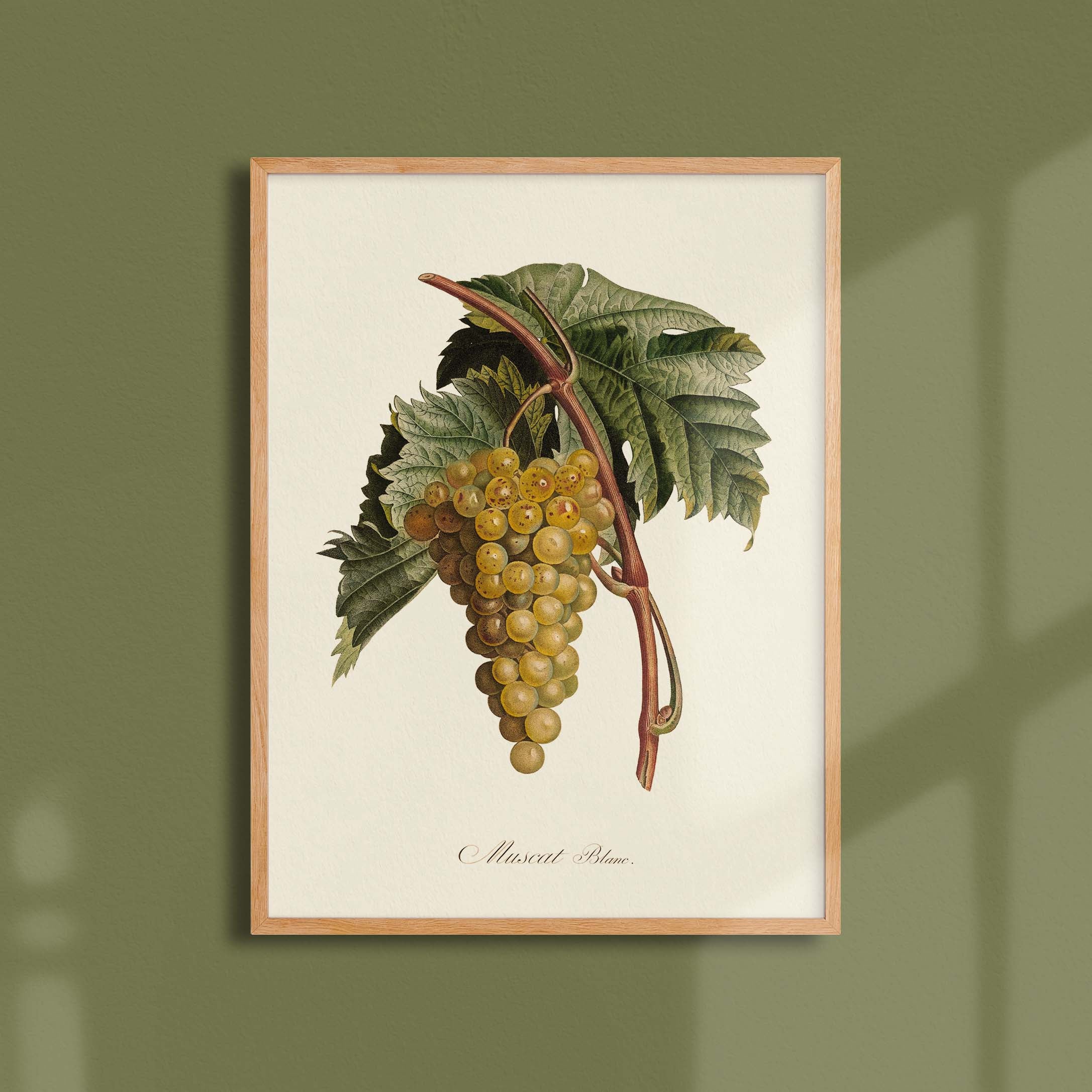 Planche botanique fruit - Muscat blanc-oneart.fr