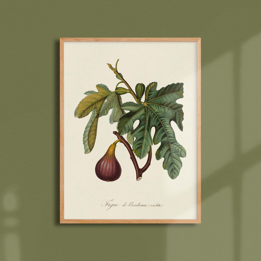 Planche botanique fruit - Figue de Bordeaux
