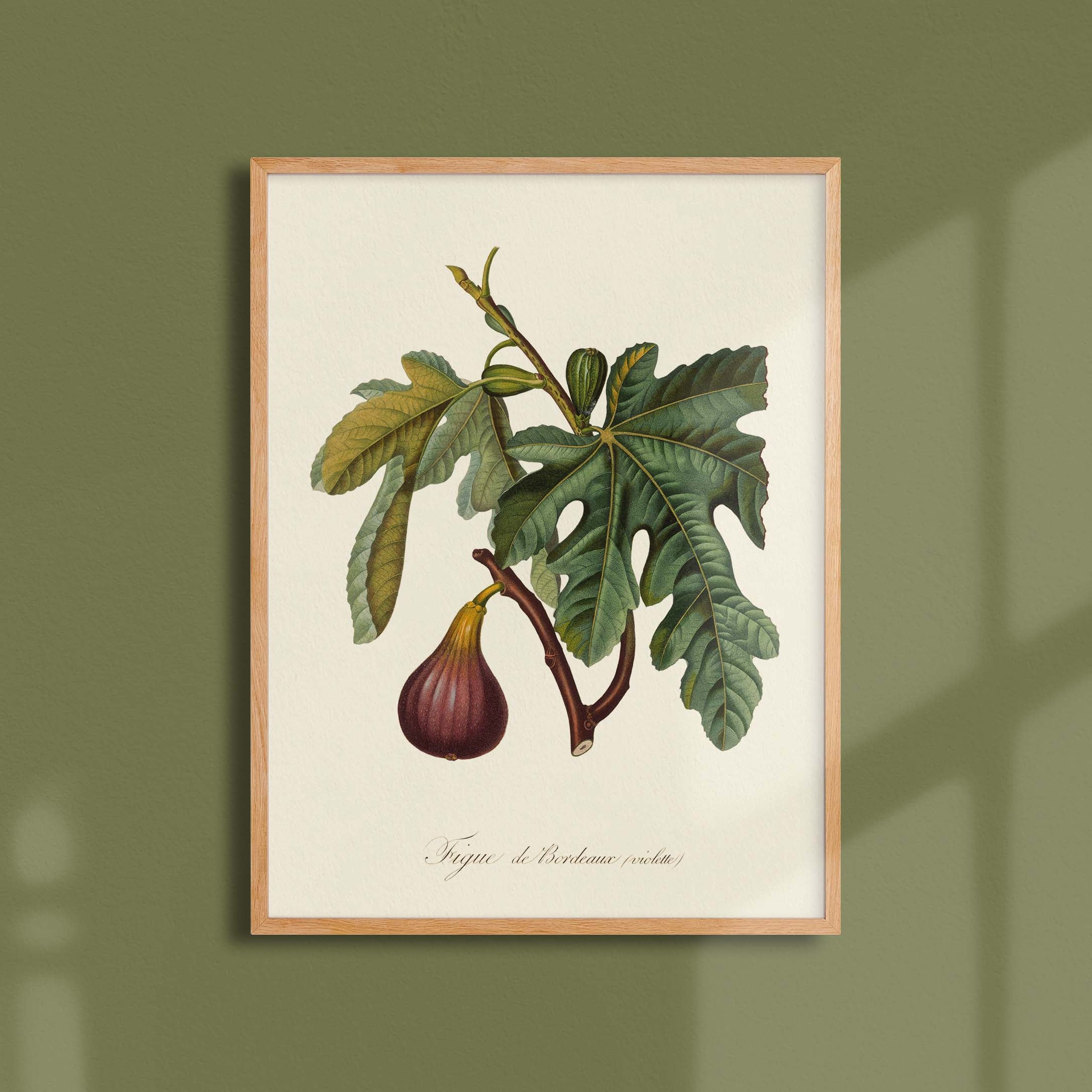 Planche botanique fruit - Figue de Bordeaux-oneart.fr