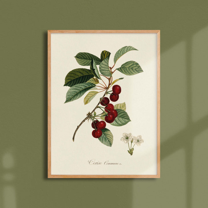 Planche botanique fruit - Cerise commune