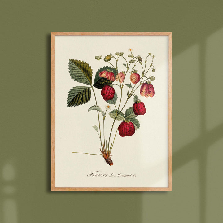 Planche botanique fruit - Fraisier de Montreuil