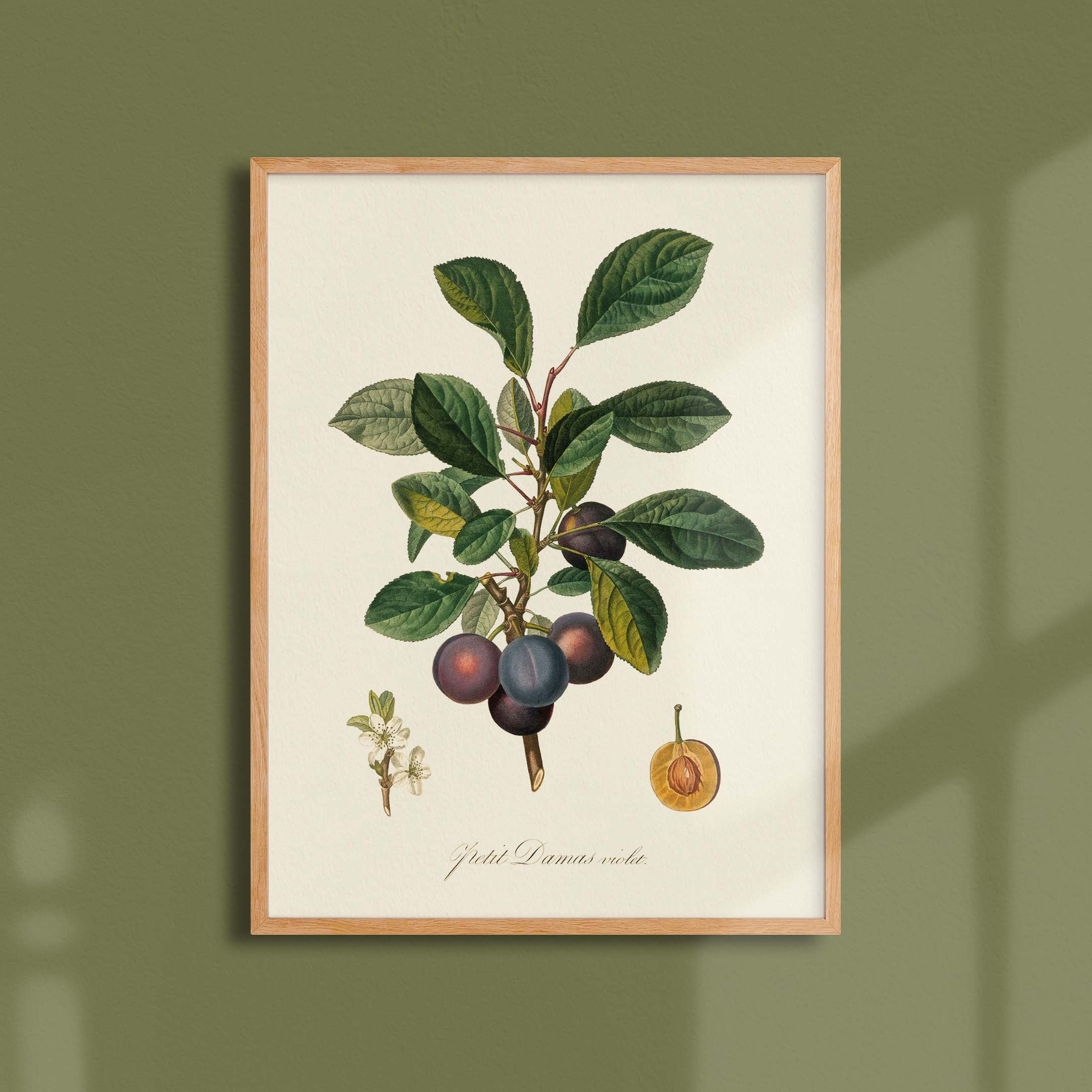 Planche botanique fruit - Petit damas violet-oneart.fr
