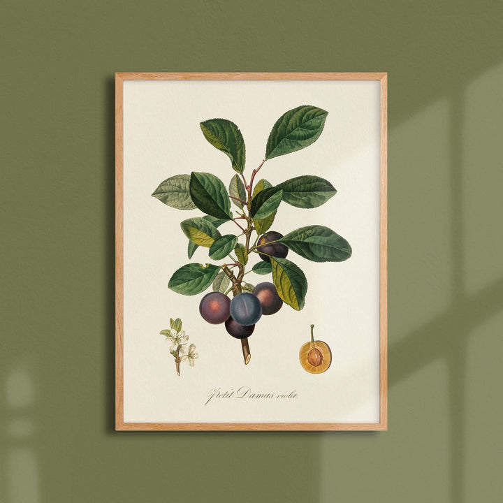 Planche botanique fruit - Petit damas violet