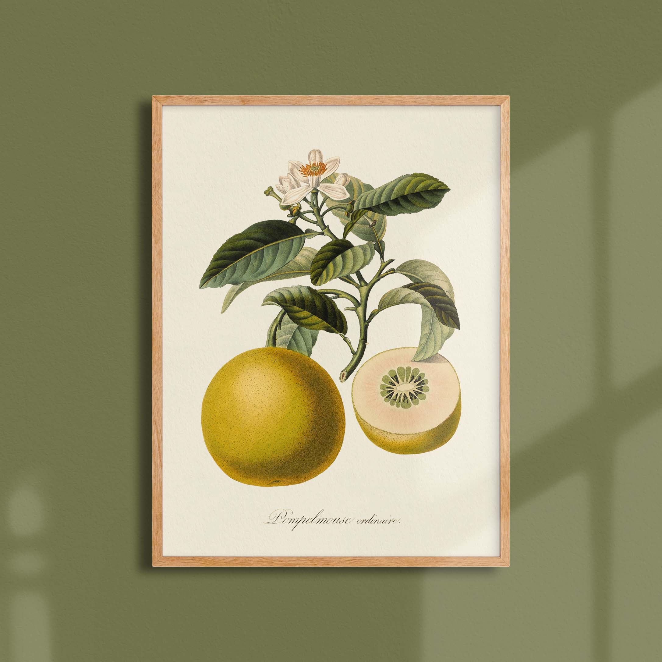 Planche botanique fruit - Pamplemousse-oneart.fr
