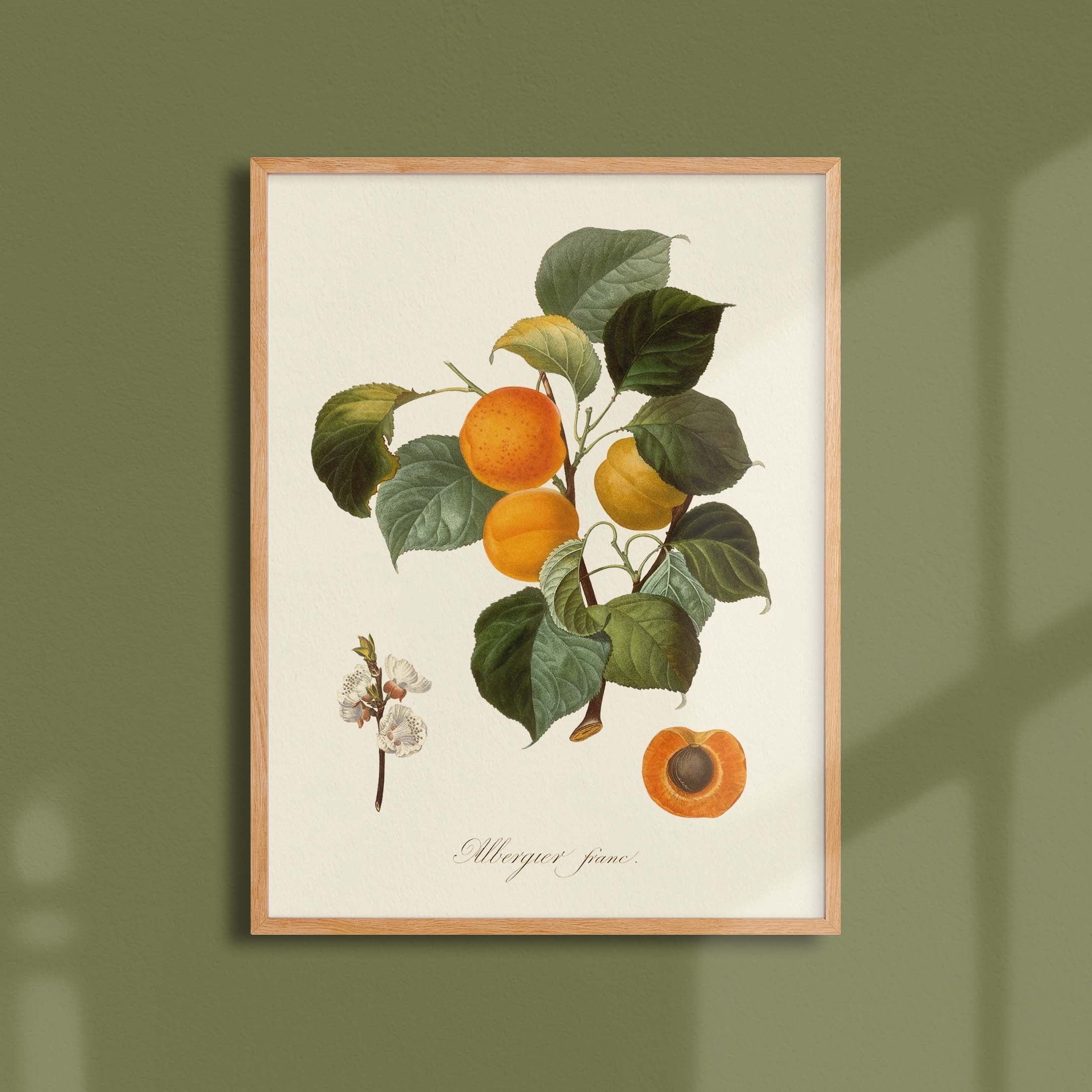 Planche botanique fruit - Albergier franc-oneart.fr
