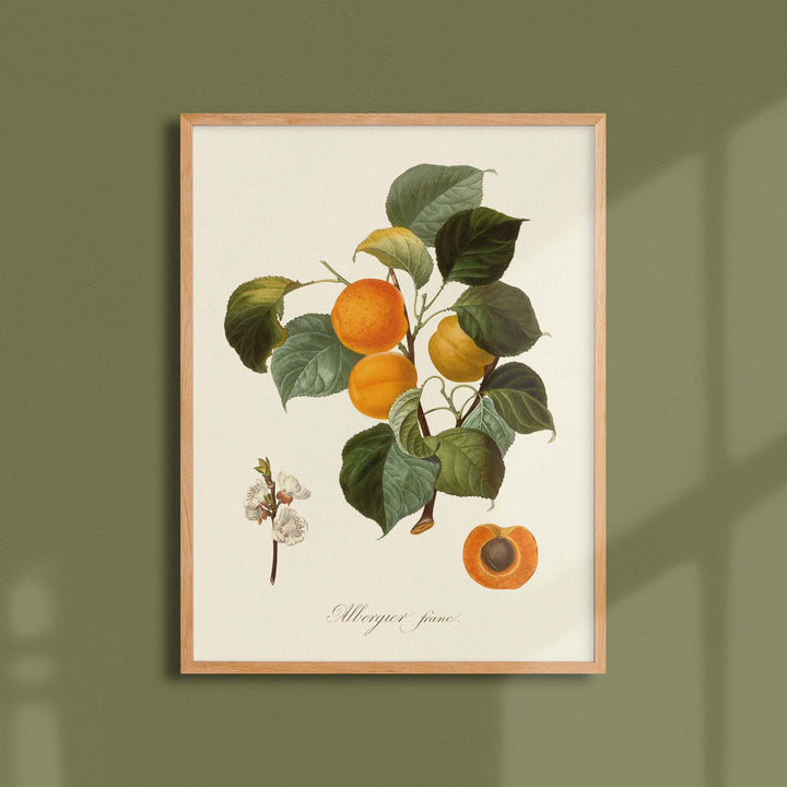 Planche botanique fruit - Albergier franc