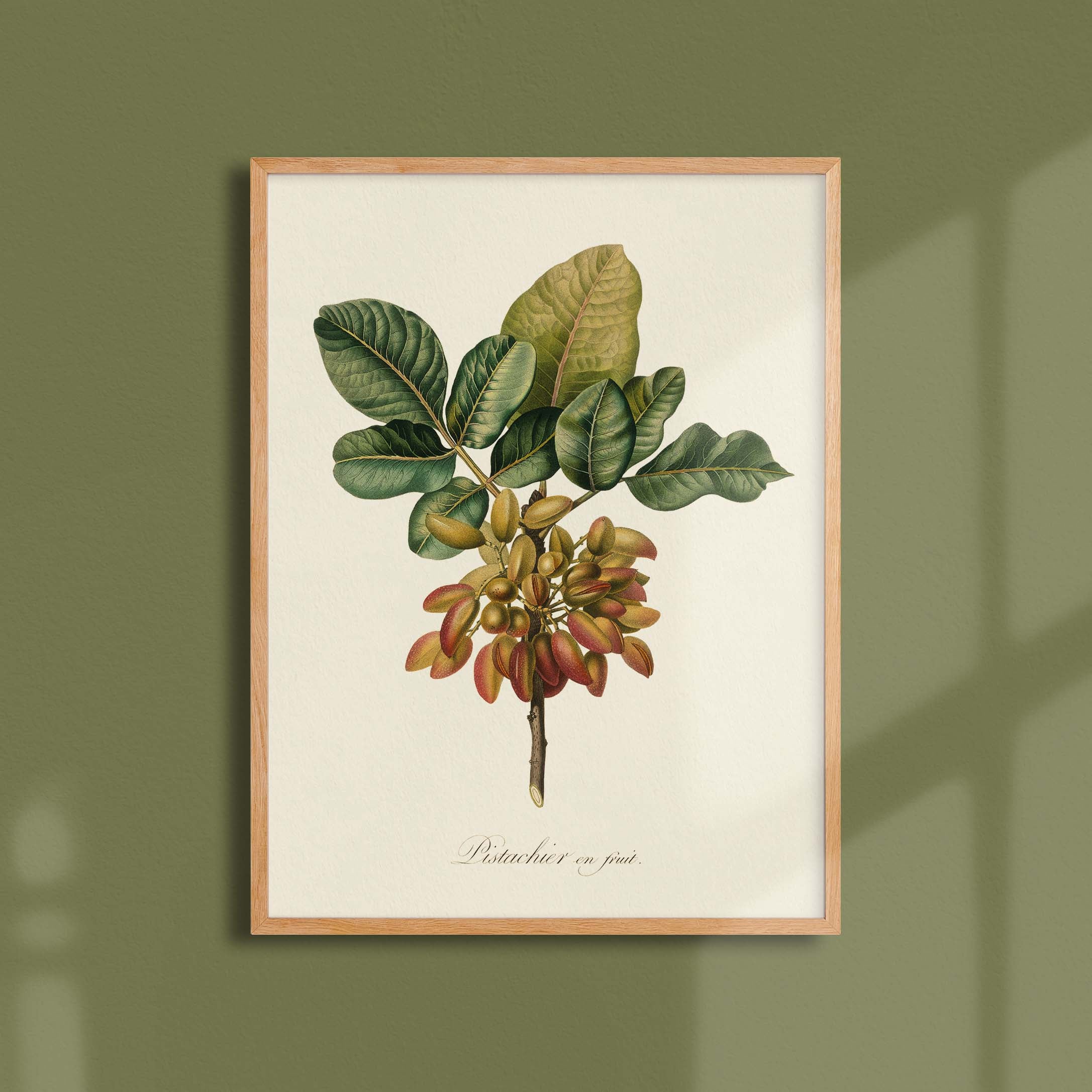 Planche botanique fruit - Pistachier en fruit-oneart.fr