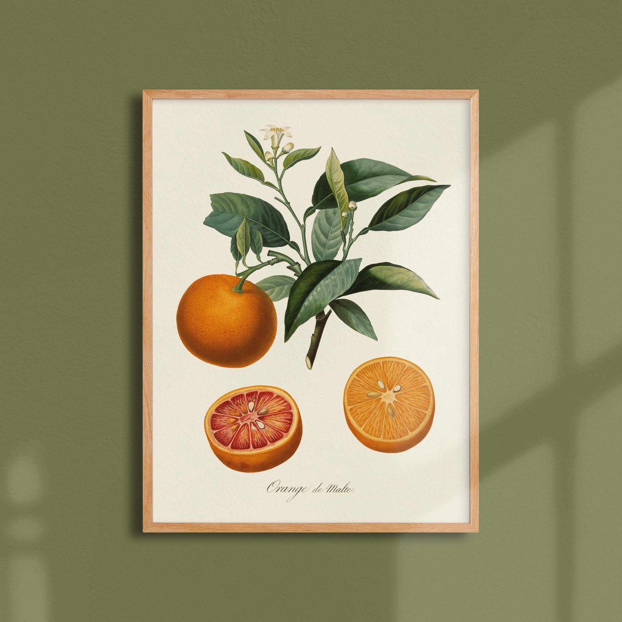 Planche botanique fruit - Orange de Malte-oneart.fr