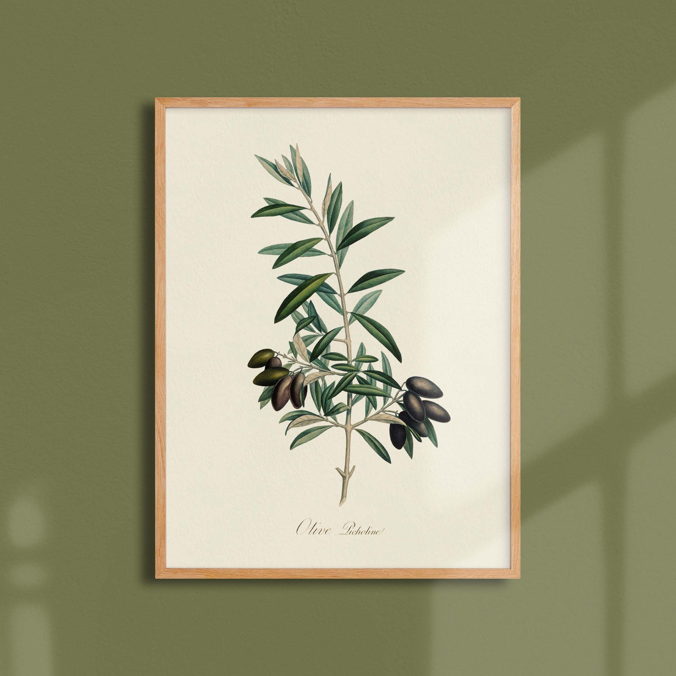 Planche botanique fruit - Olive picholine-oneart.fr