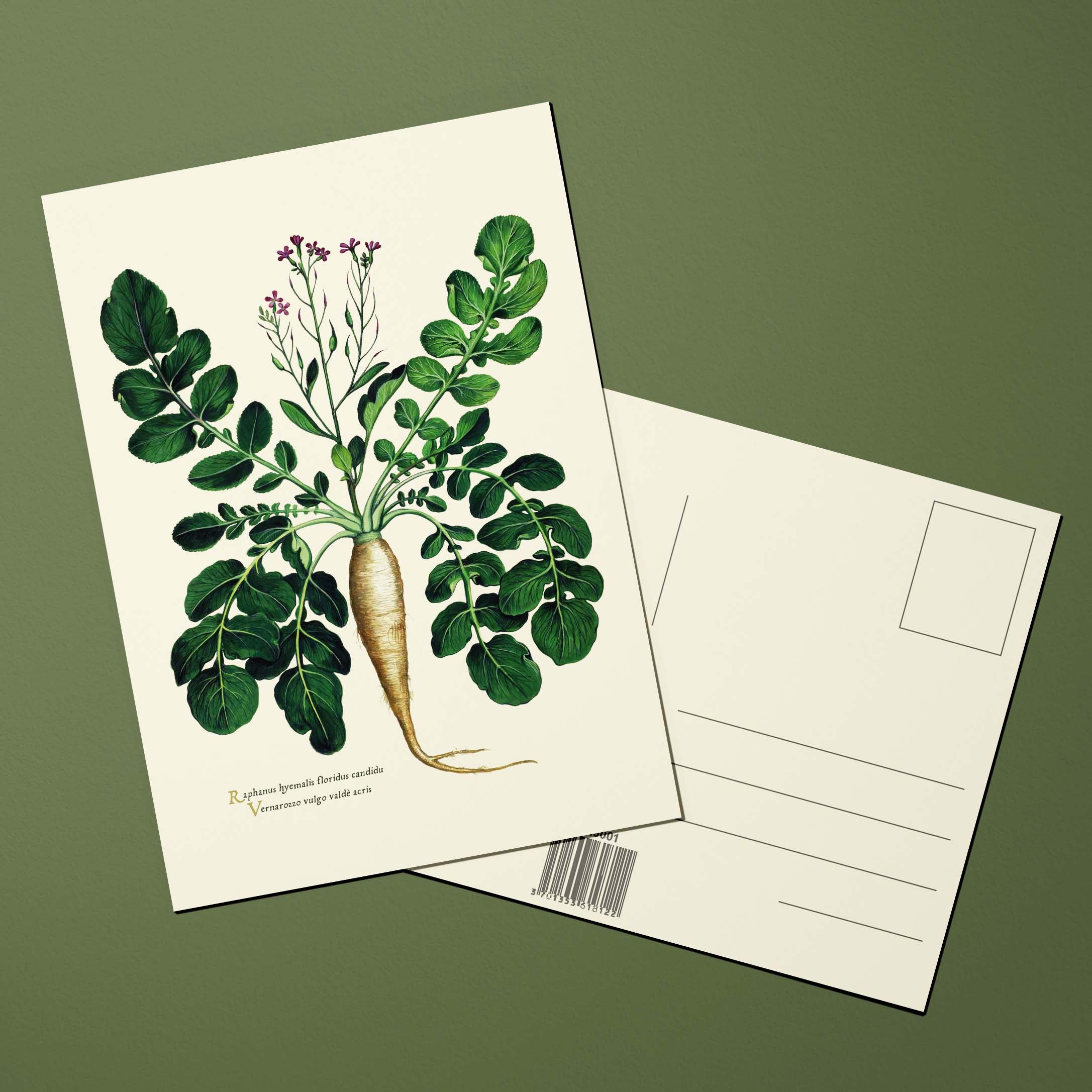 Carte postale Plantes potagères Radis blanc