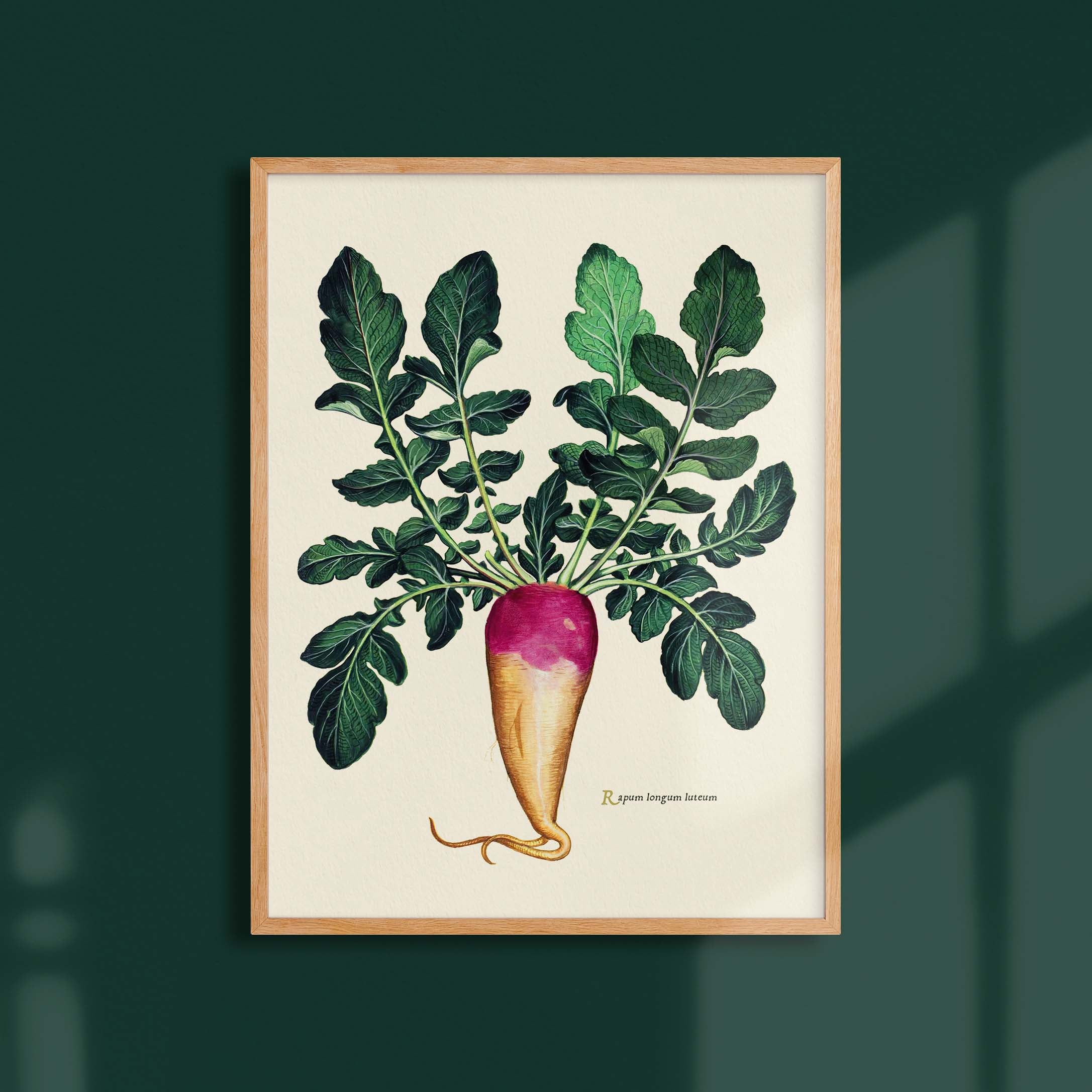 Planche botanique potager - Navet rose du Palatinat-oneart.fr