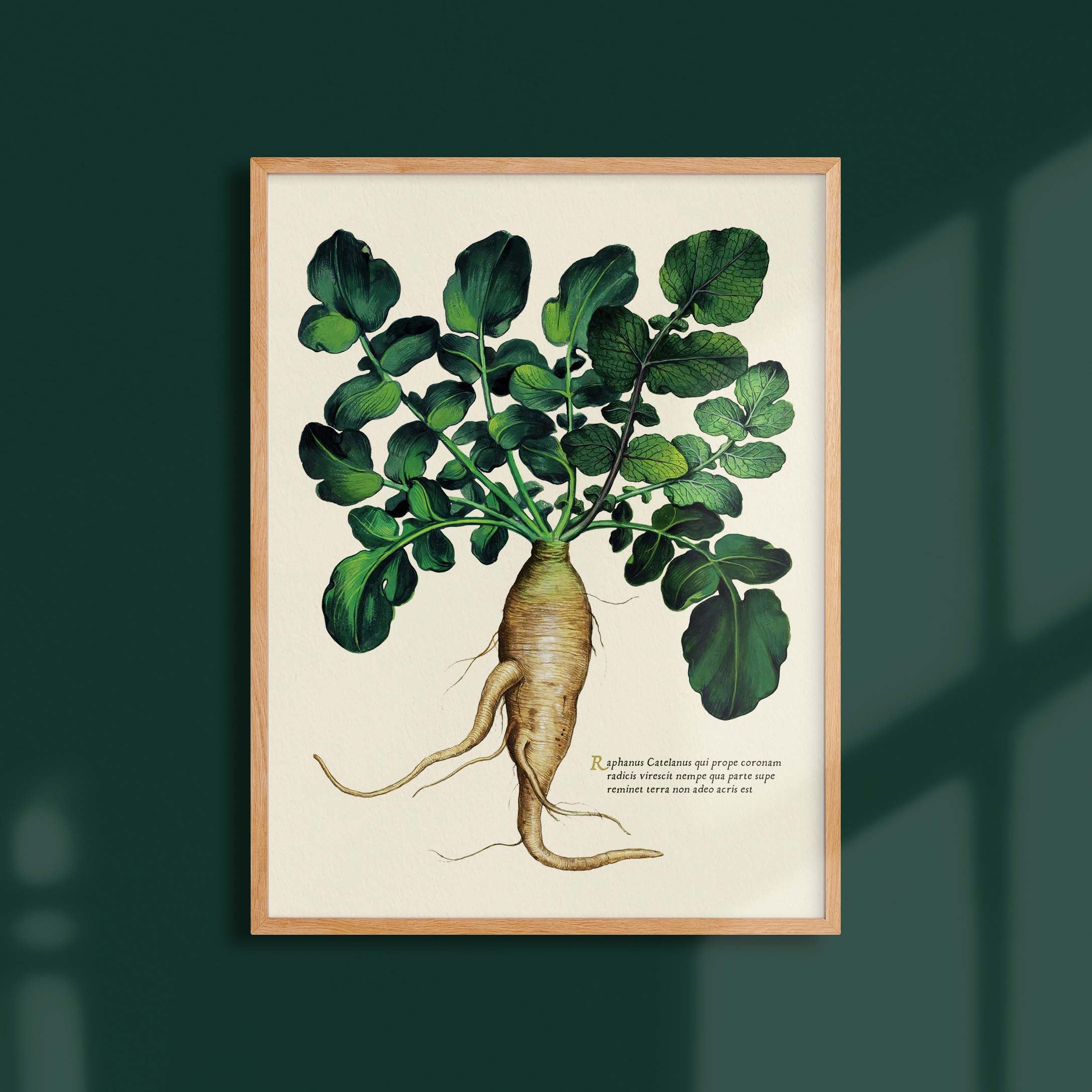 Planche botanique potager - Gros radis blanc-oneart.fr