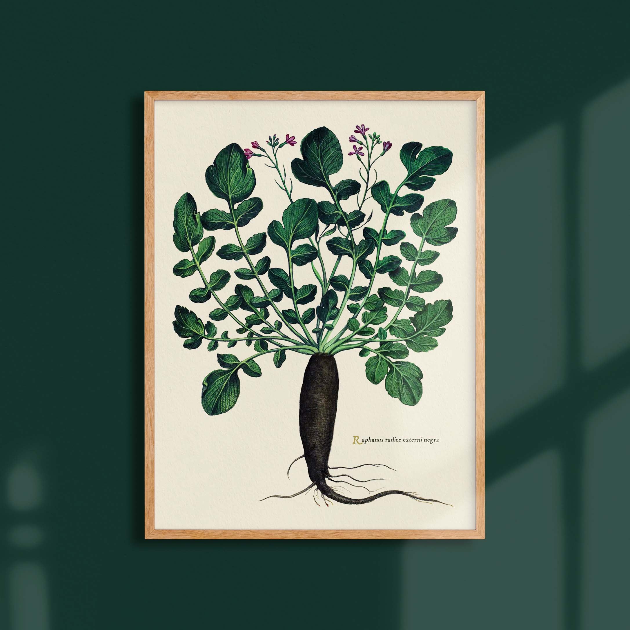 Planche botanique potager - Radis noir-oneart.fr