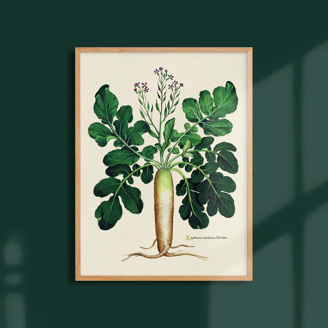 Planche botanique potager - Radis d’hiver à col vert
