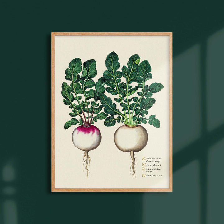Planche botanique potager - Navets ronds