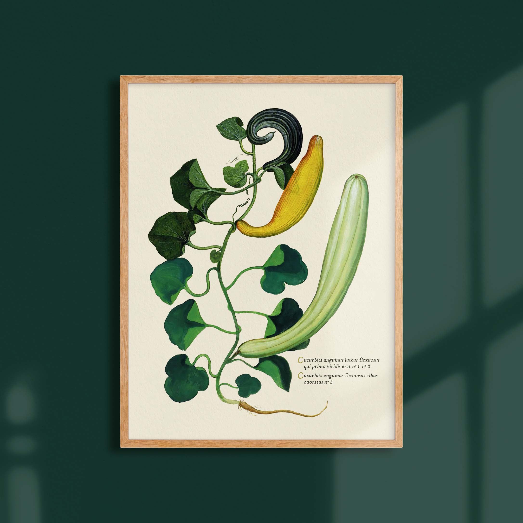 Planche botanique potager - Cucurbitacées-oneart.fr