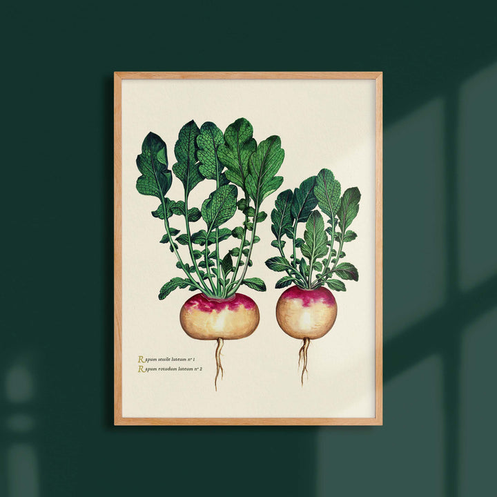 Planche botanique potager - Navets boule d'or