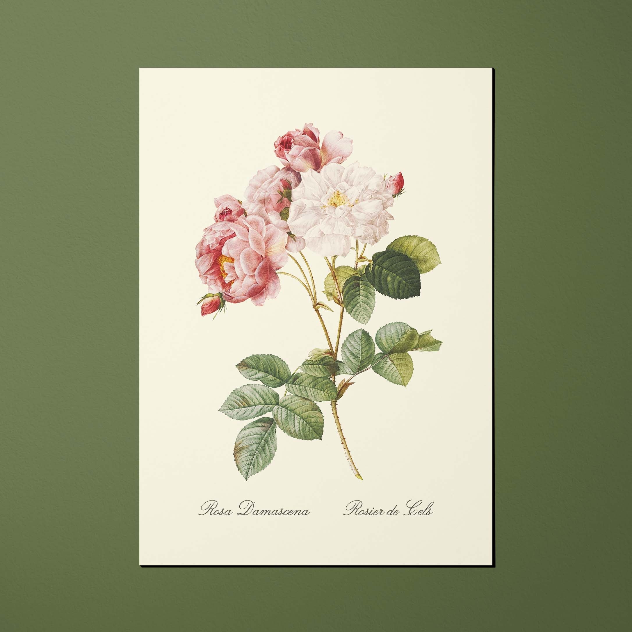 Carte postale Roses Rosier de Cels