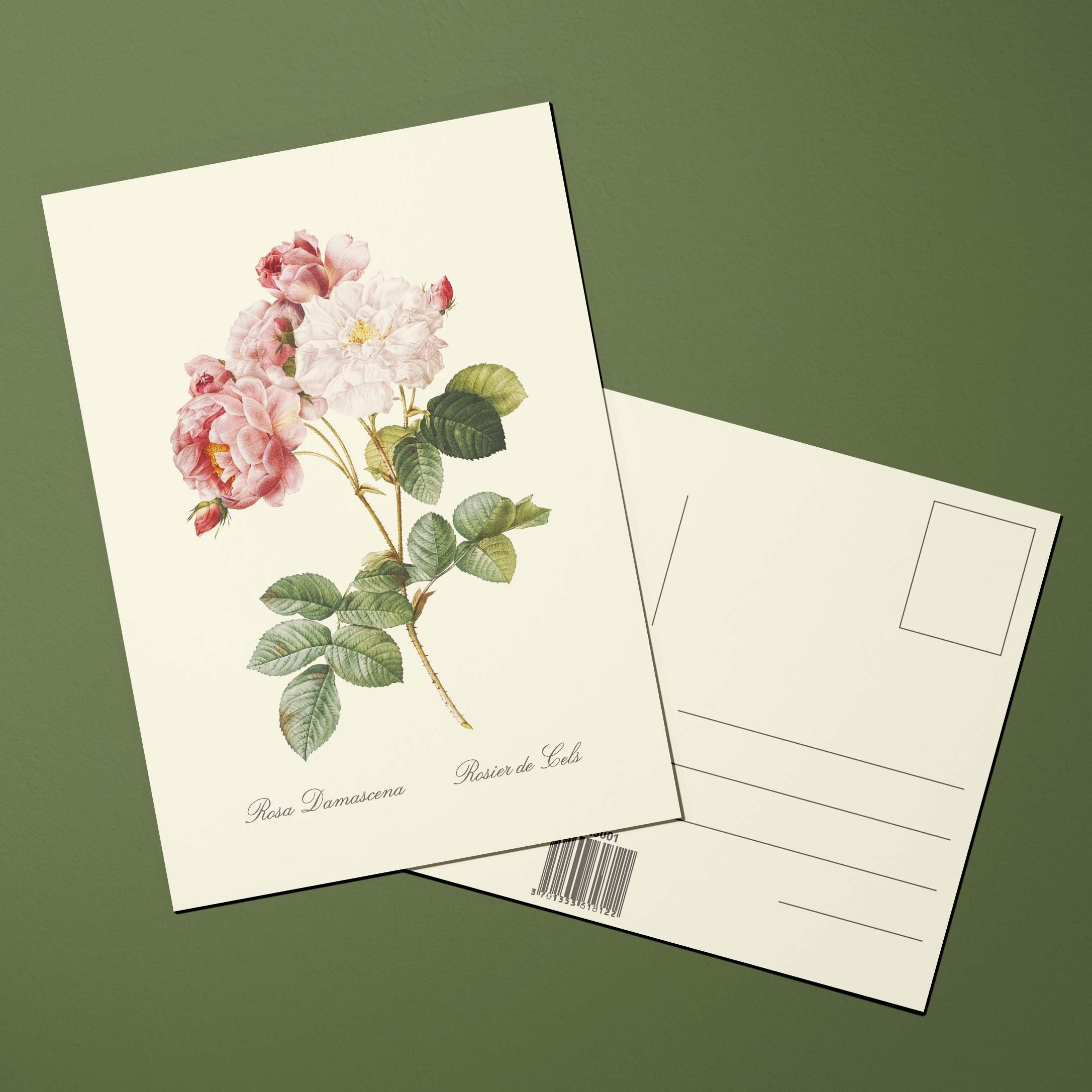 Carte postale Roses Rosier de Cels