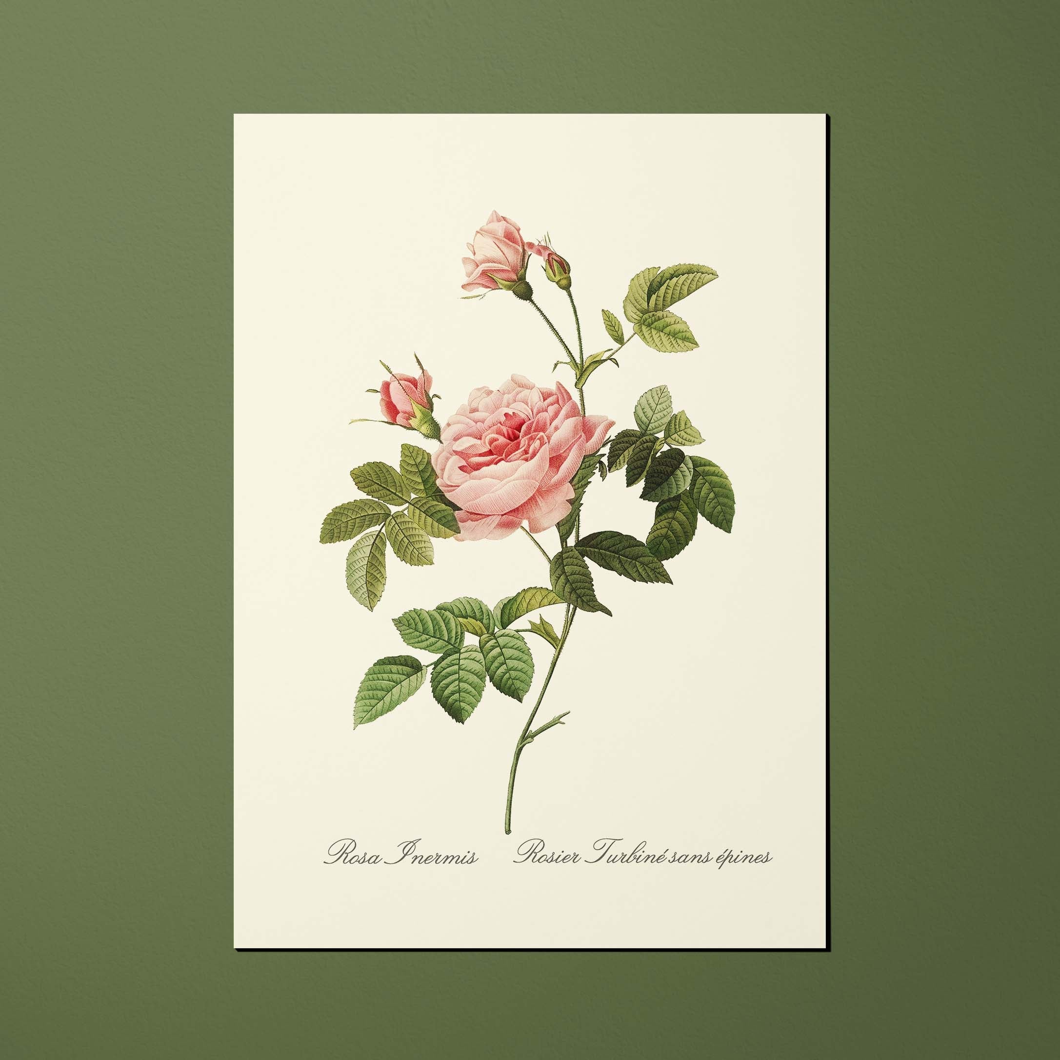 Carte postale Roses Rosier Turbiné sans épines