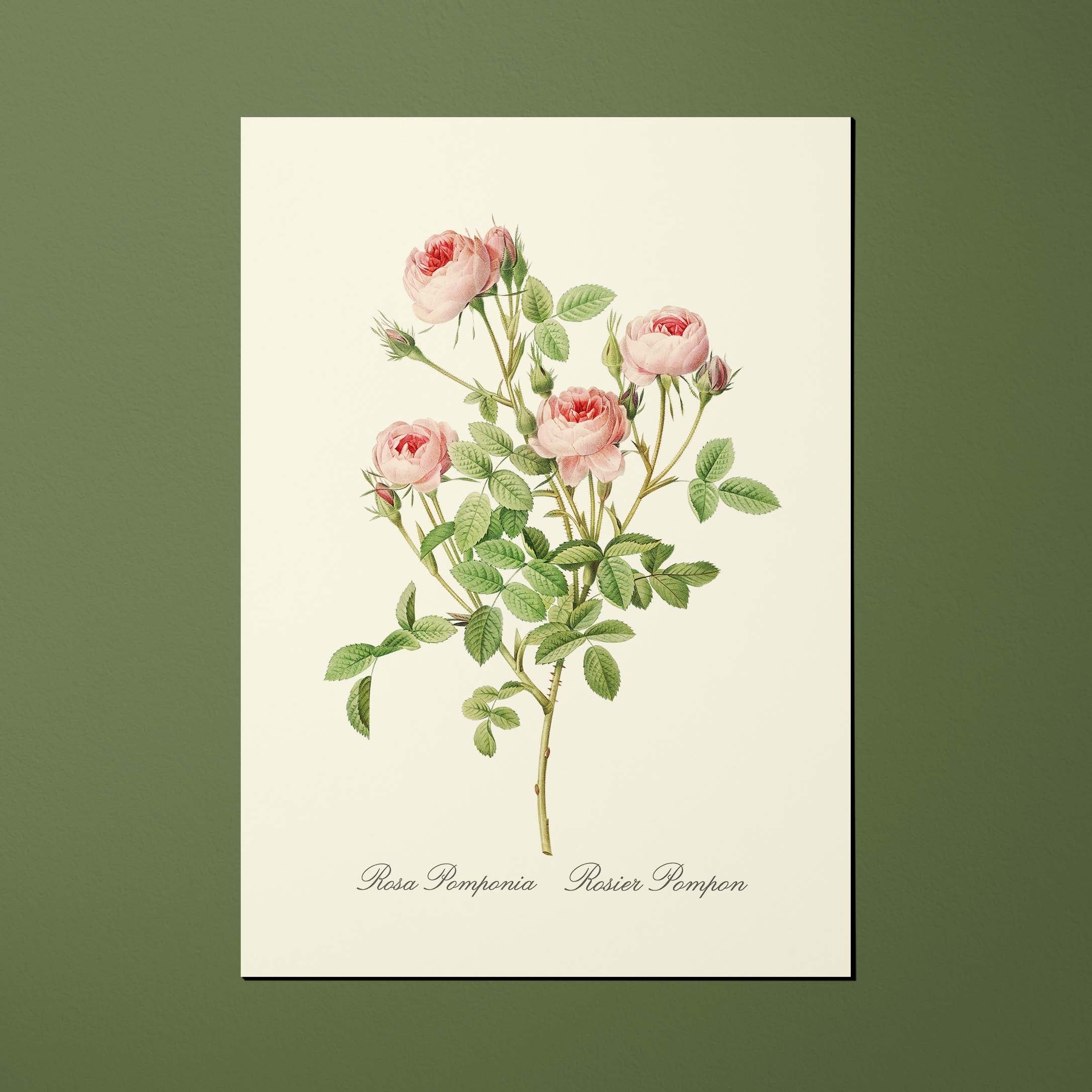 Carte postale Roses Rosier Pompon