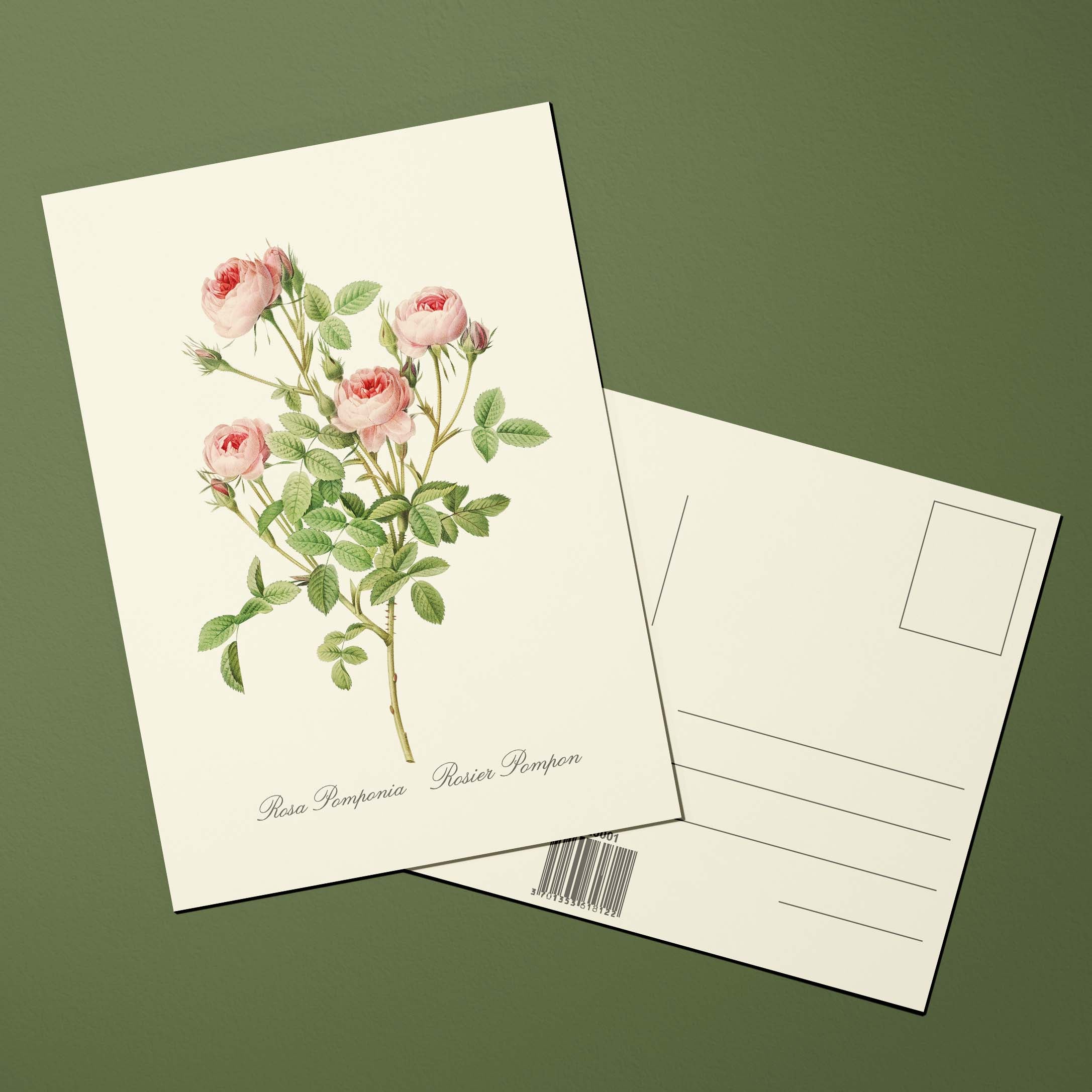 Carte postale Roses Rosier Pompon