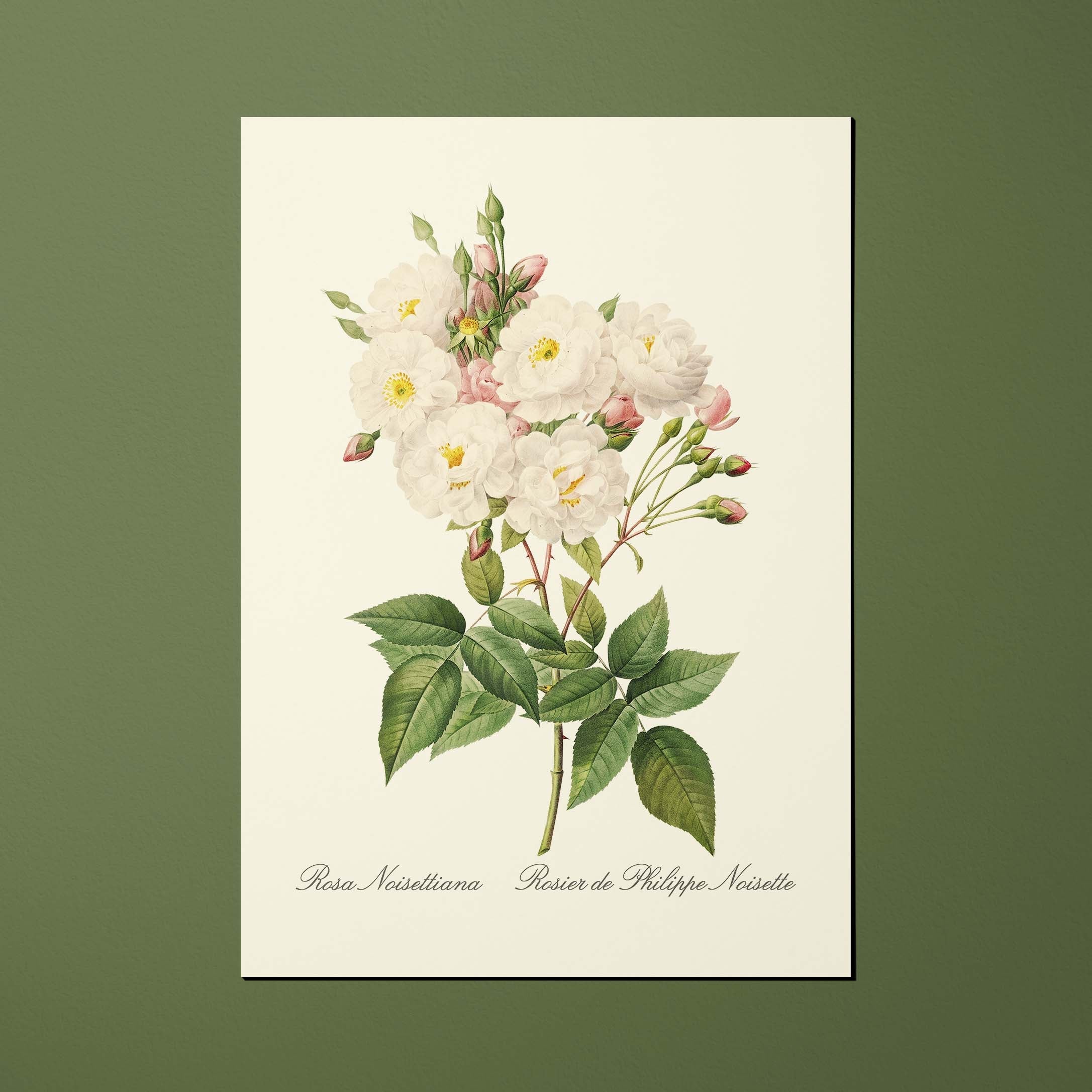 Carte postale Roses Rosier de Philippe Noisette