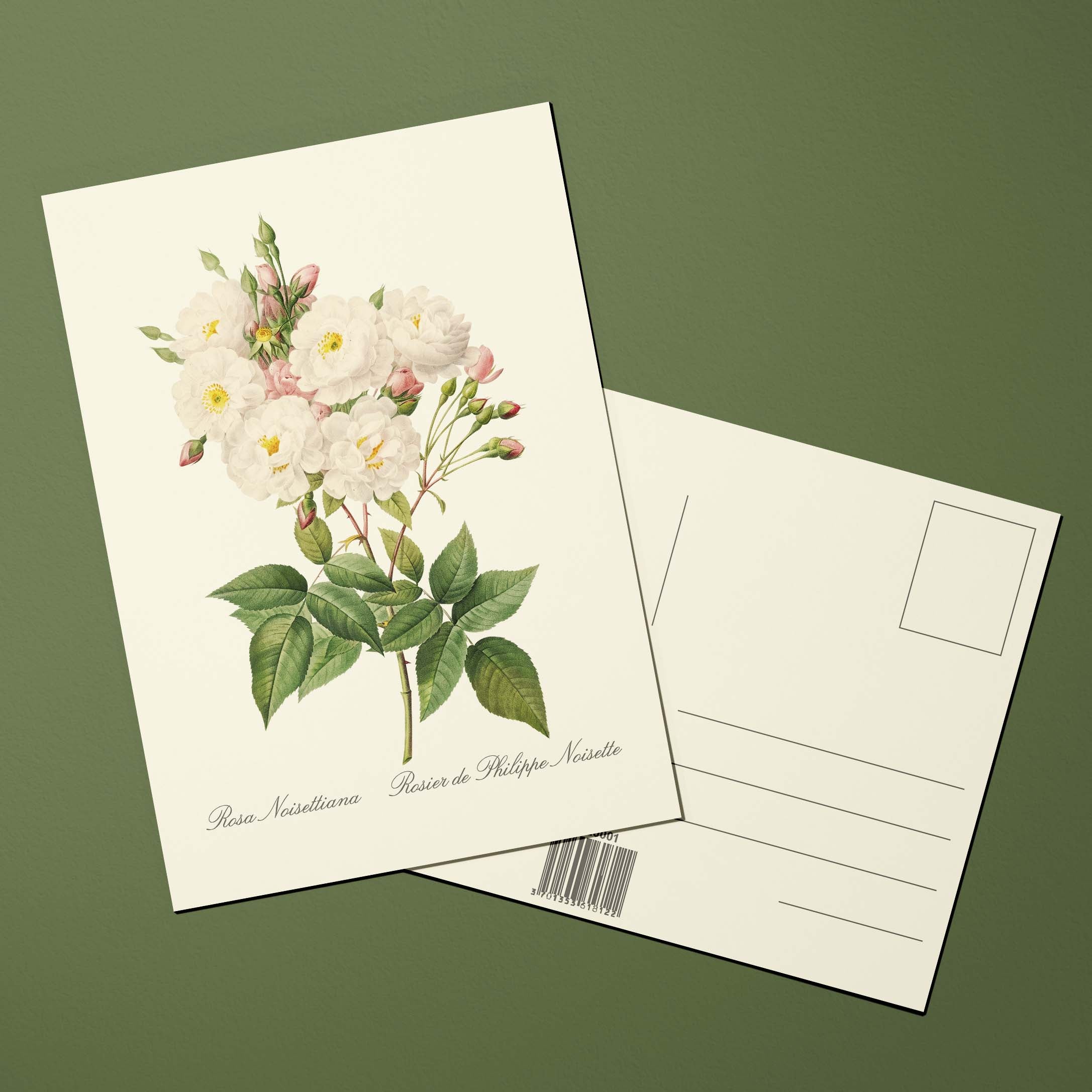 Carte postale Roses Rosier de Philippe Noisette