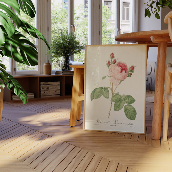 Botanical board - Hundred leaf rosebush