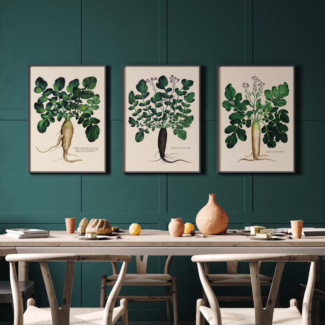 Vegetable garden botanical board - Large white radish