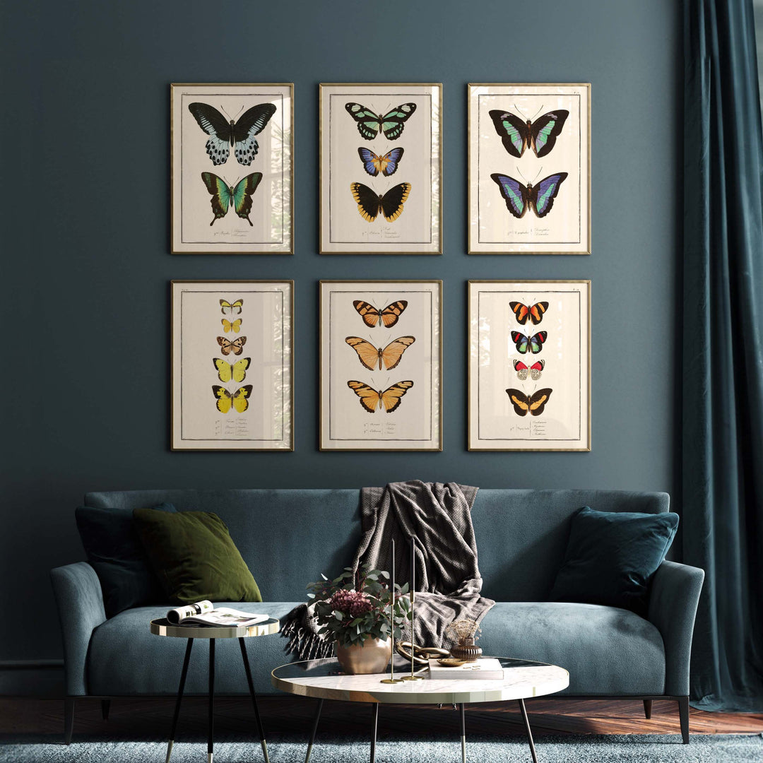 Planche d'entomologie Papillons -  N°12