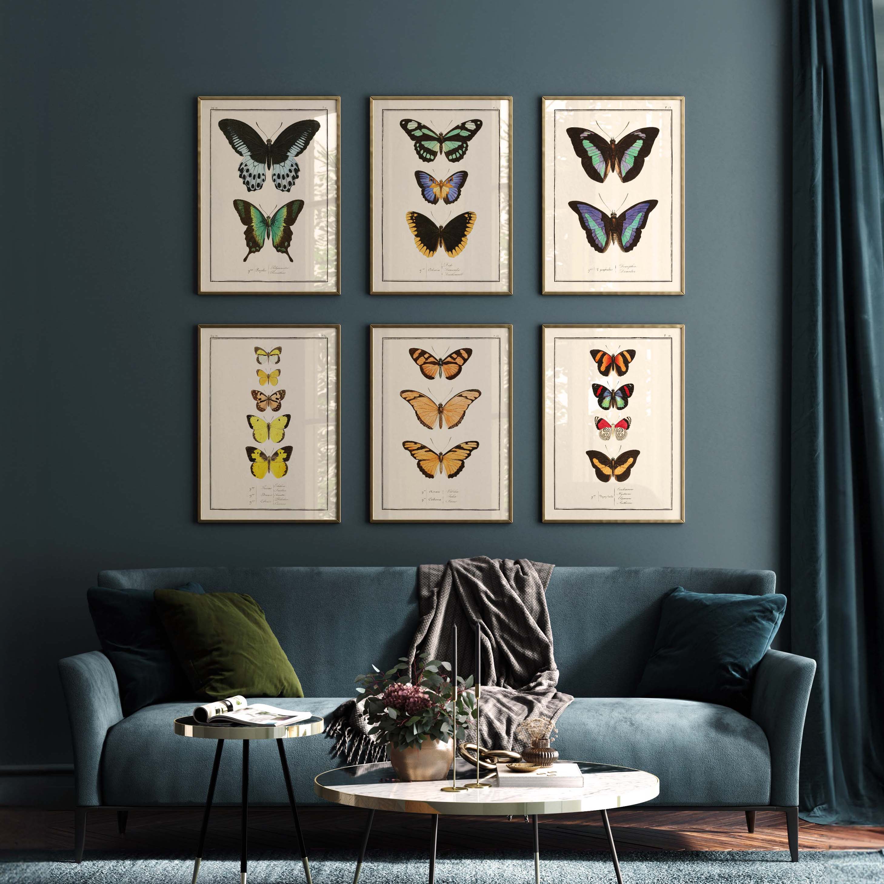 Planche d'entomologie Papillons - N°12-oneart.fr
