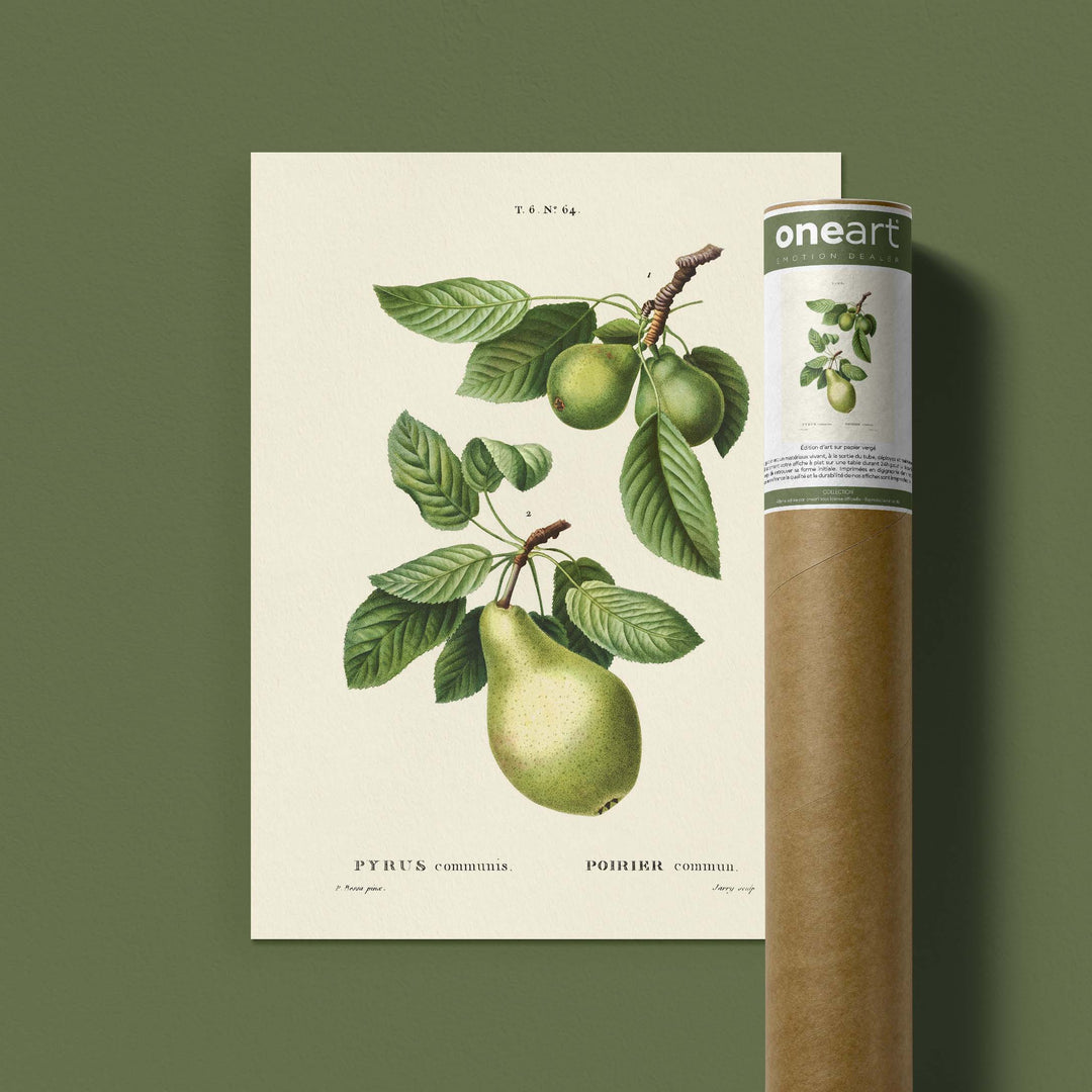 Planche botanique fruit - Poirier