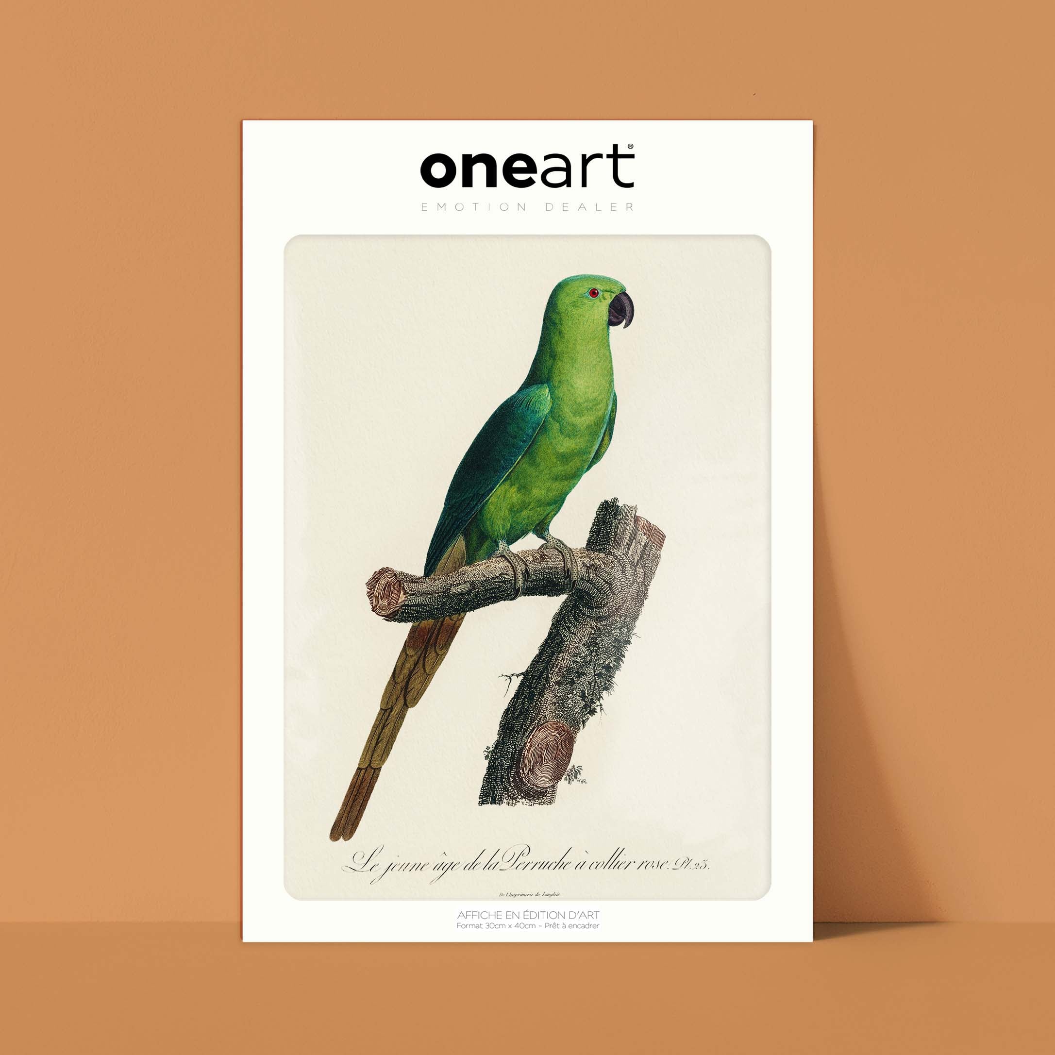 Planche d'ornithologie - La perruche à collier rose-oneart.fr