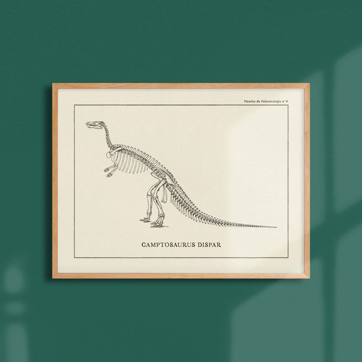 Affiche Dinosaure - Squelette de Camptosaure