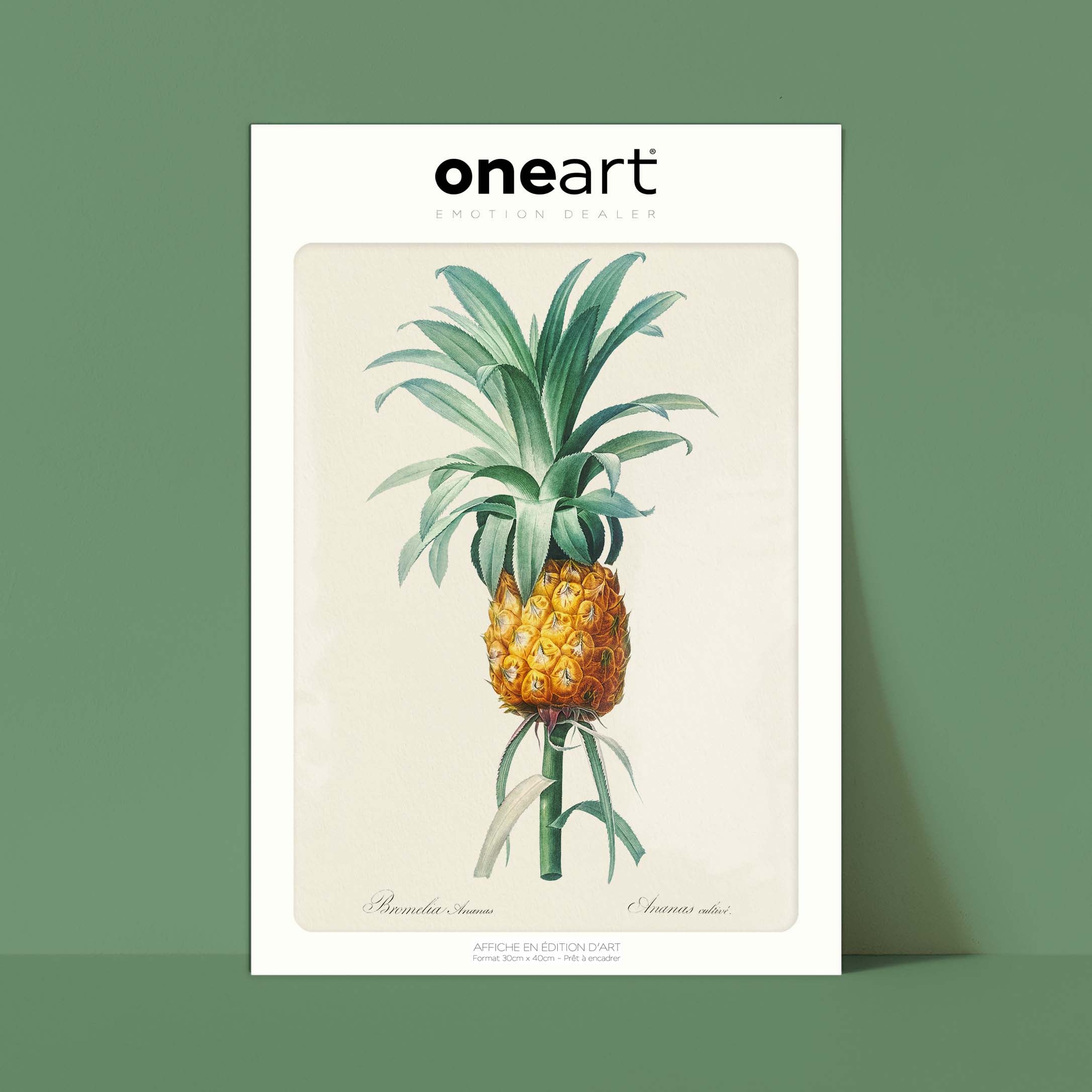 Planche botanique - Ananas cultivé-oneart.fr