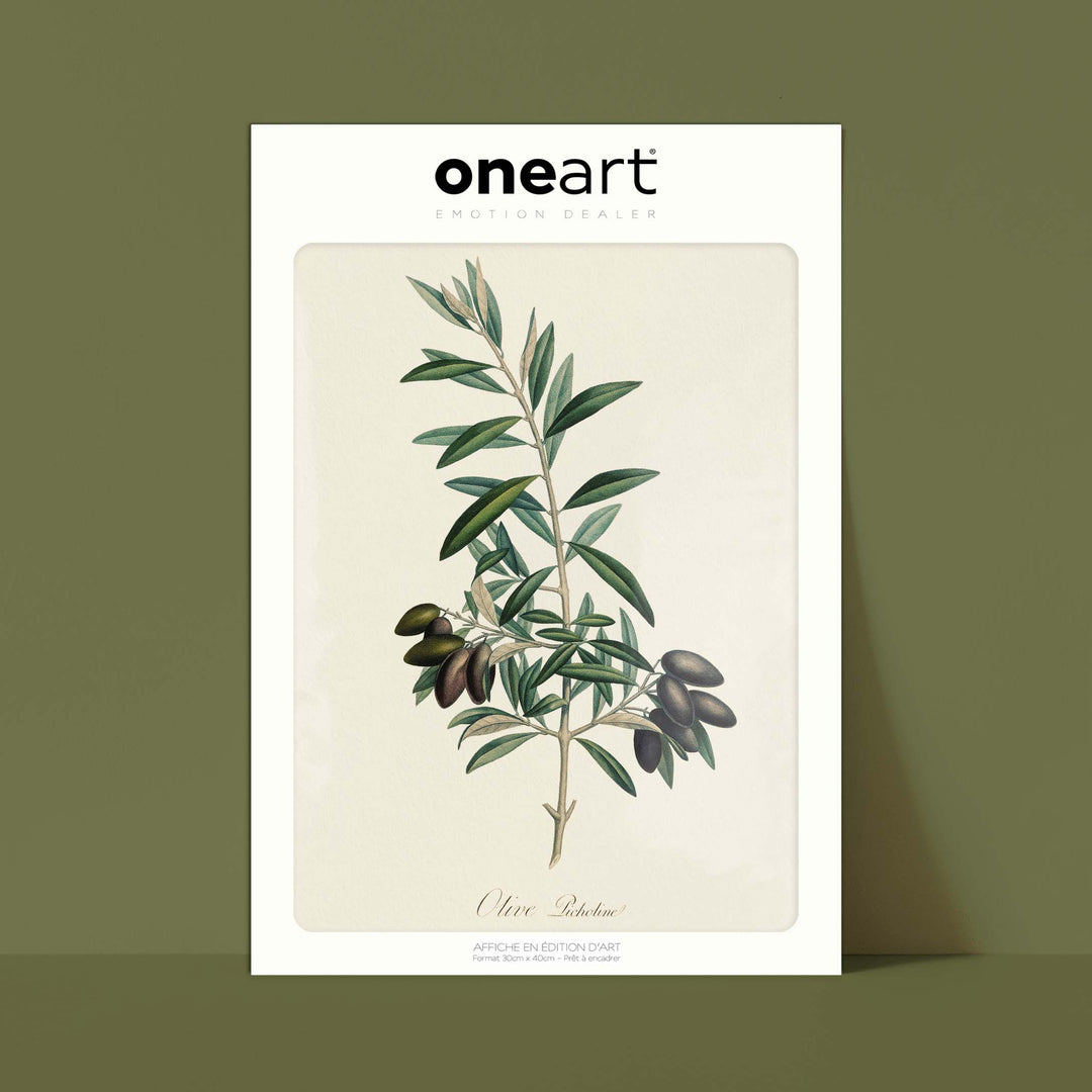Planche botanique fruit - Olive picholine